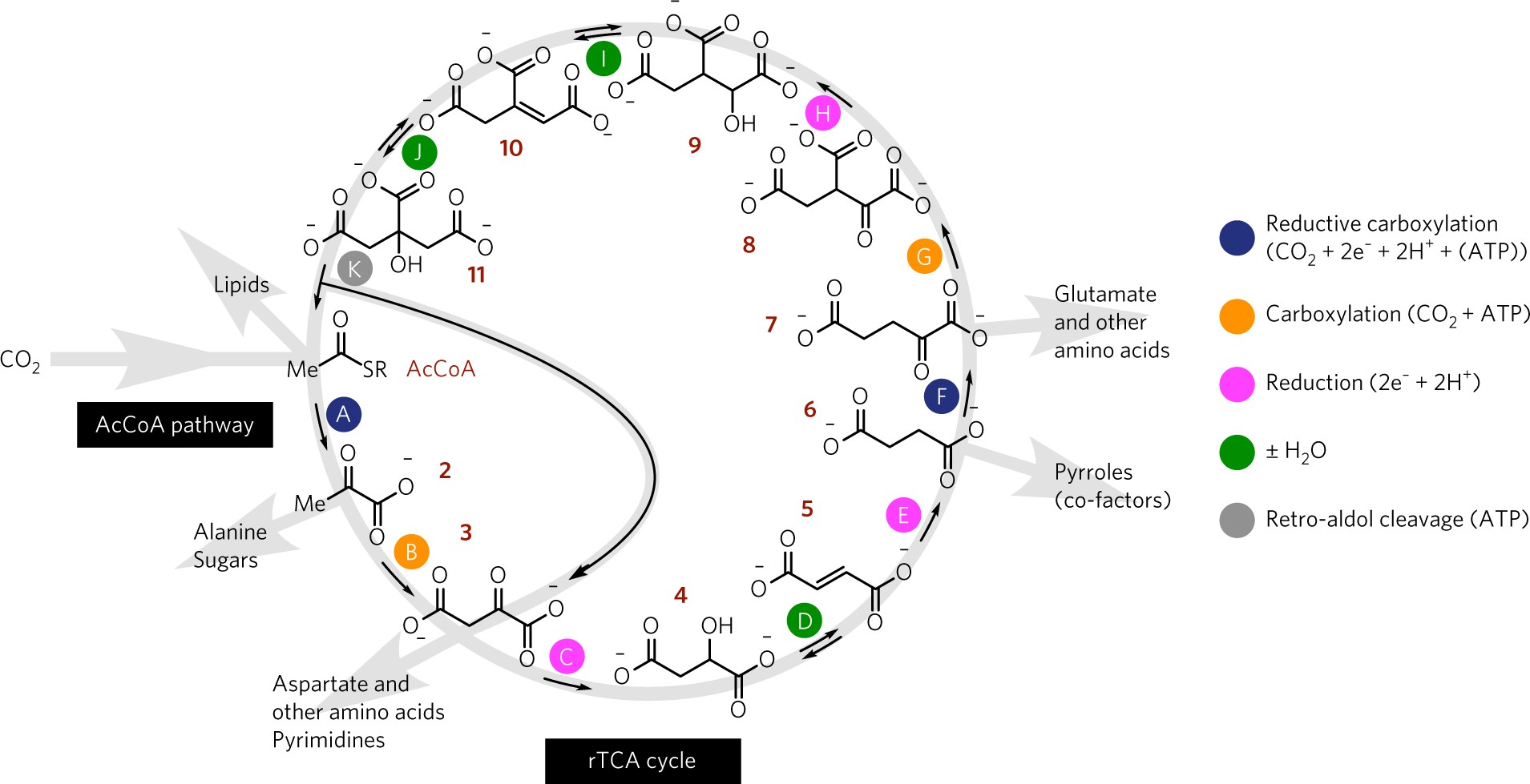 Rapid Redox Cycling of Fe(II)/Fe(III) in Microdroplets during Iron–Citric  Acid Photochemistry