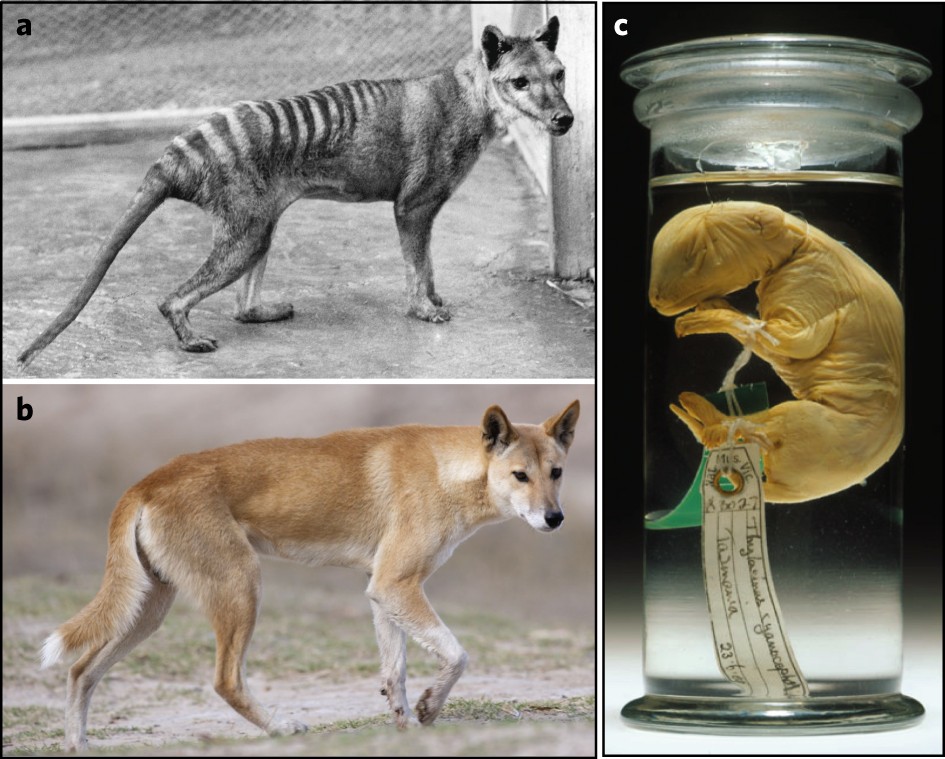 Genome of the Tasmanian tiger provides insights into the evolution and  demography of an extinct marsupial carnivore