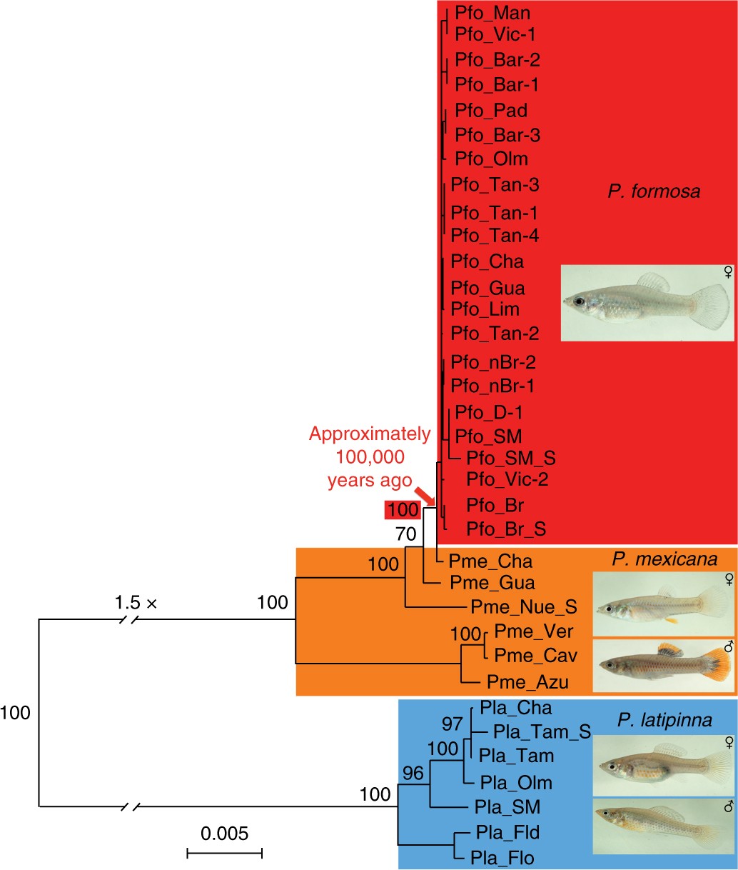 Fig. 3: Evolutionary origin of Poecilia formosa.