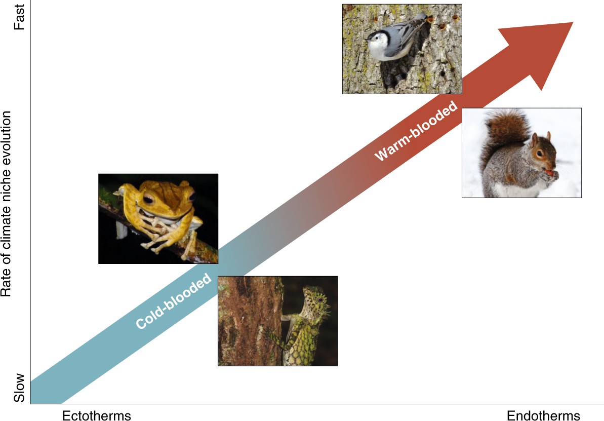 Fossils, phylogenies and the evolving climate niche | Nature Ecology &  Evolution