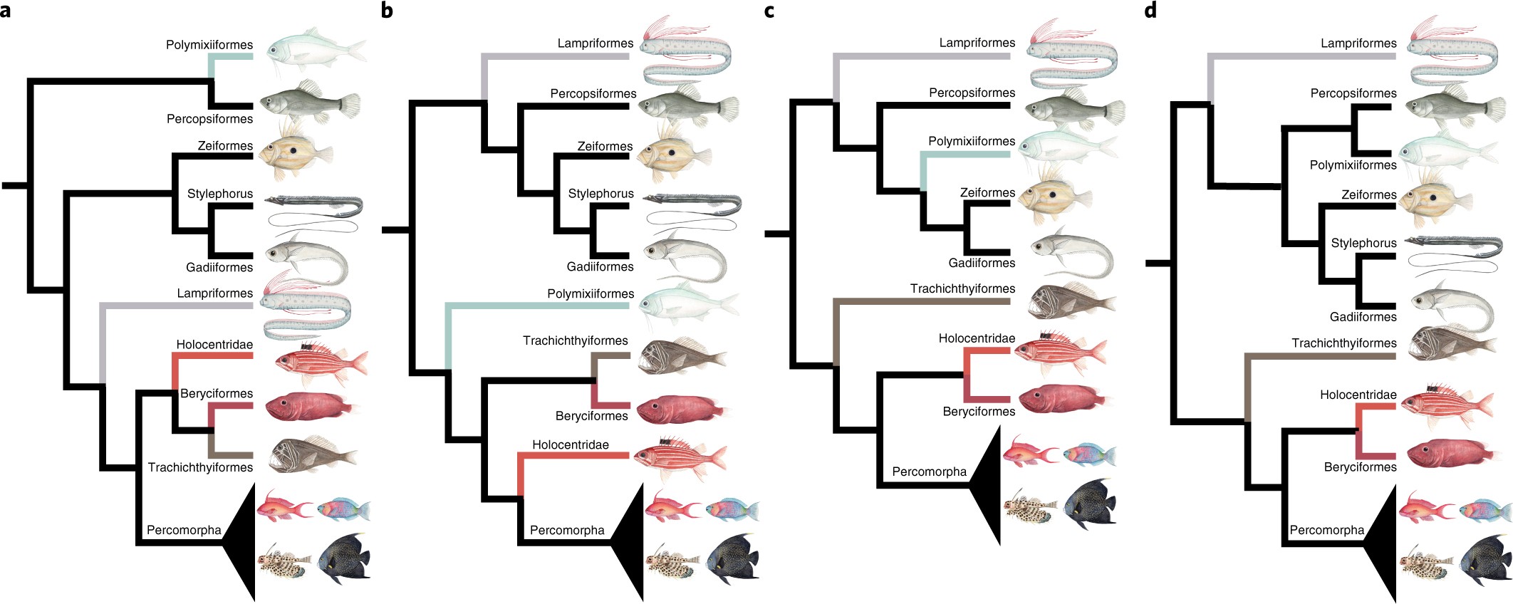 Explosive diversification of marine fishes at the Cretaceous