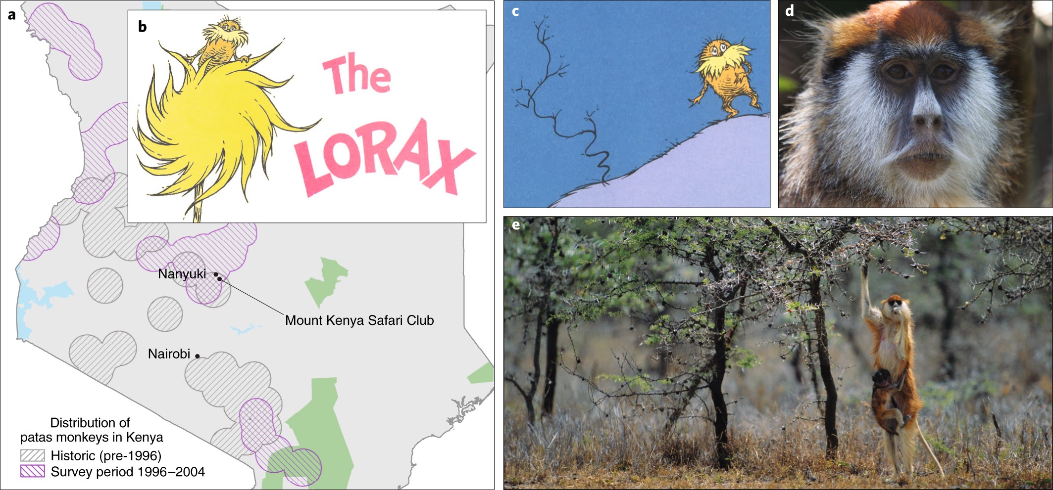the lorax book bears