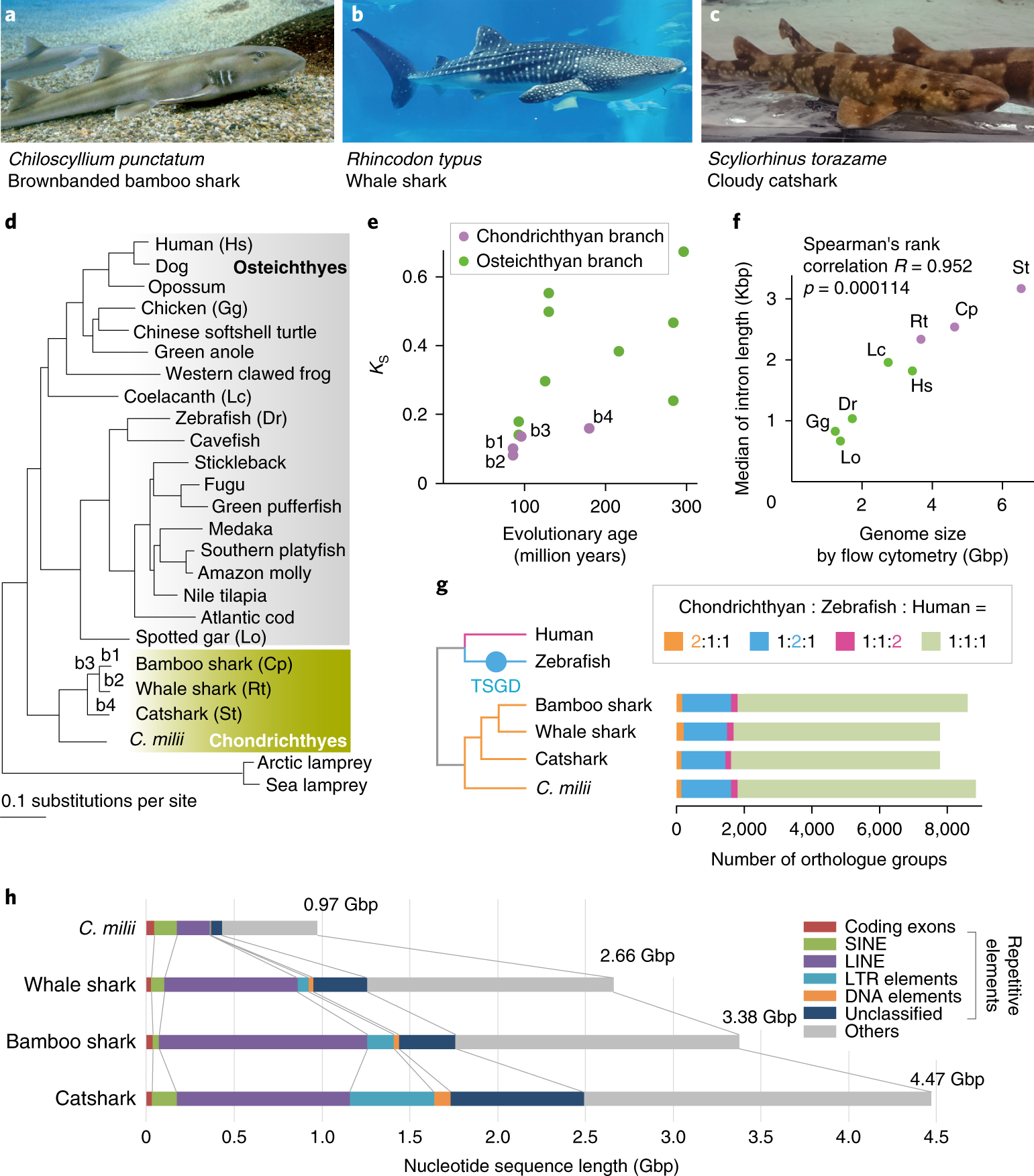 Shark Genomes Provide Insights Into Elasmobranch Evolution And The