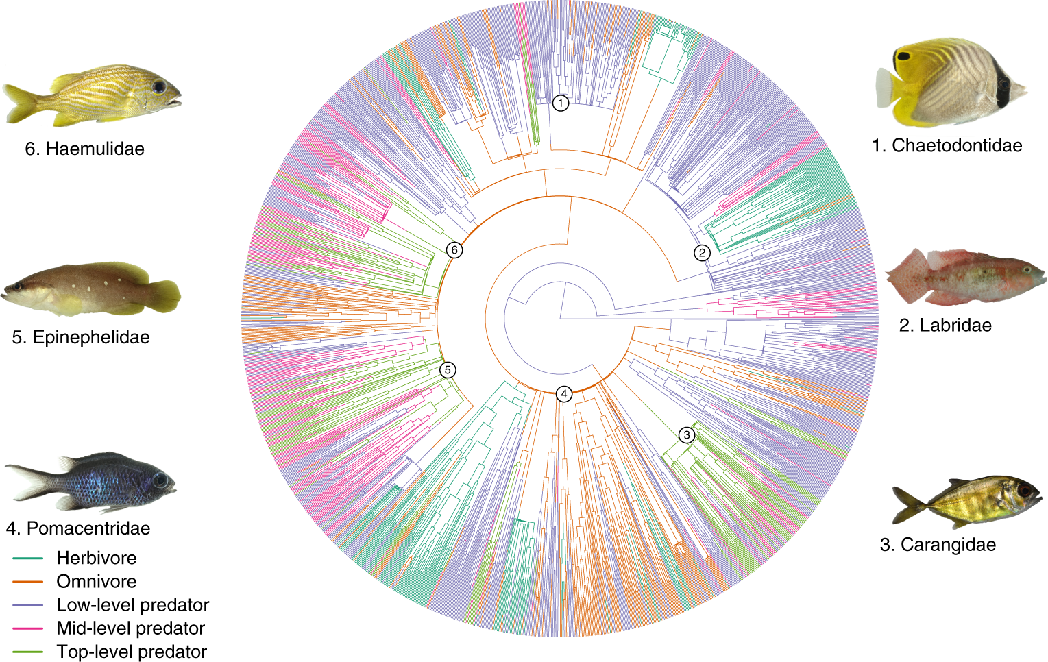 Reef fish functional traits evolve fastest at trophic extremes