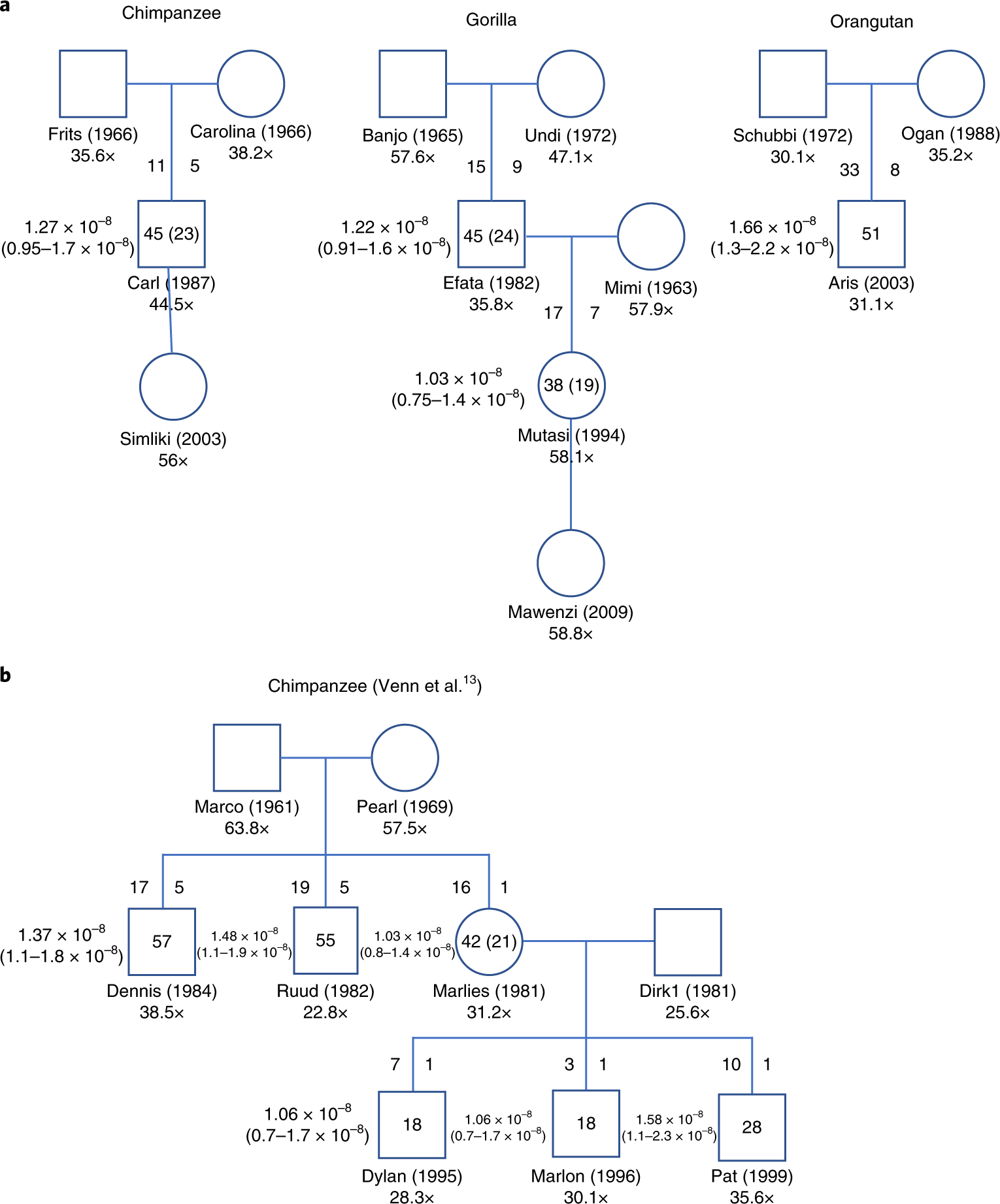 Direct estimation of mutations in great apes reconciles phylogenetic dating  | Nature Ecology & Evolution