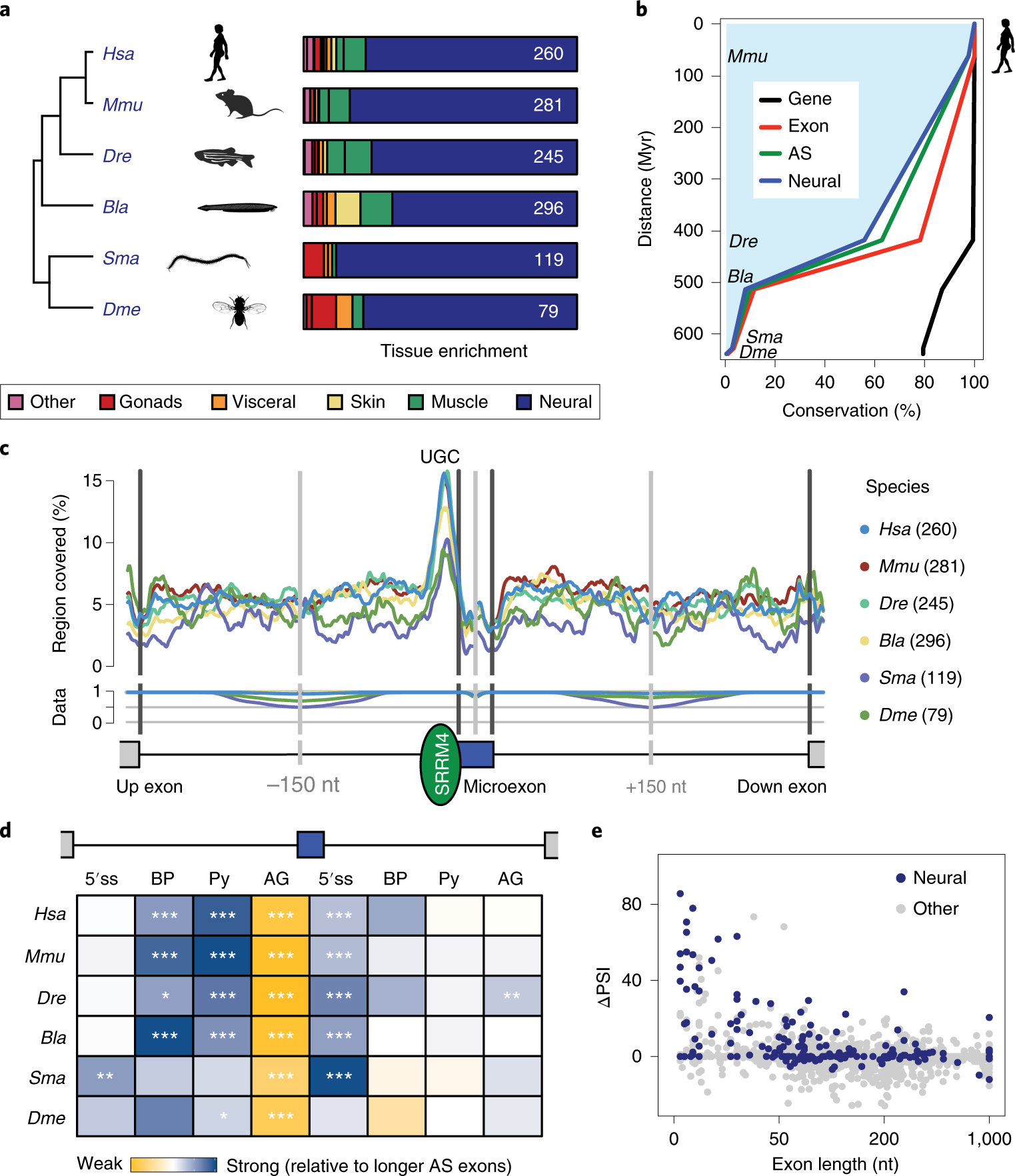 A novel protein domain in an ancestral splicing factor drove the evolution  of neural microexons | Nature Ecology & Evolution
