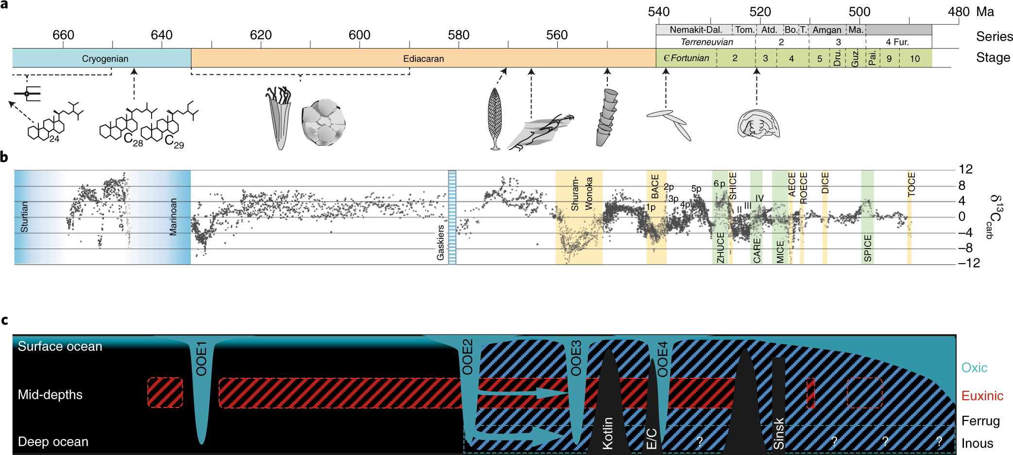 Integrated records of environmental change and evolution challenge the  Cambrian Explosion | Nature Ecology & Evolution