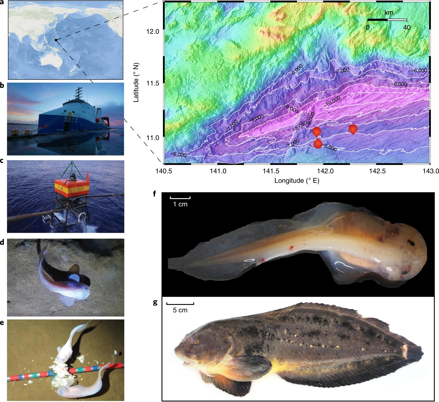 Morphology and genome of a snailfish from the Mariana Trench provide  insights into deep-sea adaptation | Nature Ecology & Evolution
