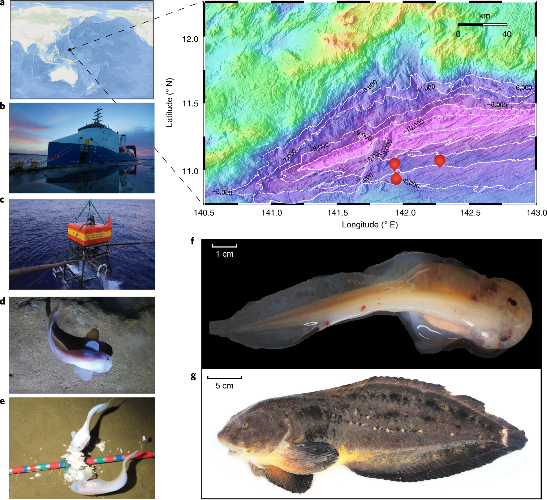  Enjoying A Bottom-dwelling Deep-sea Fish Anatomy Water