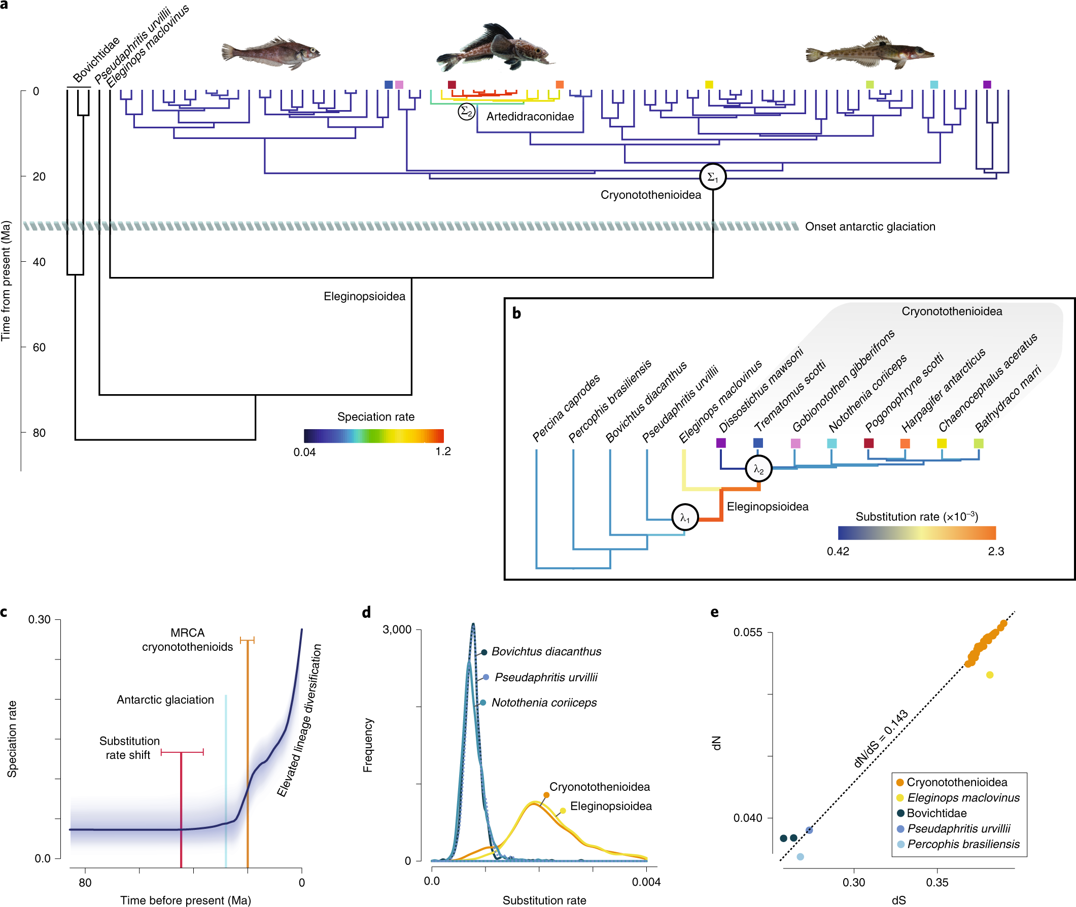 FAU  Study Resolves 50-Year Dispute of Teleost Fishes Ancestral Lineage