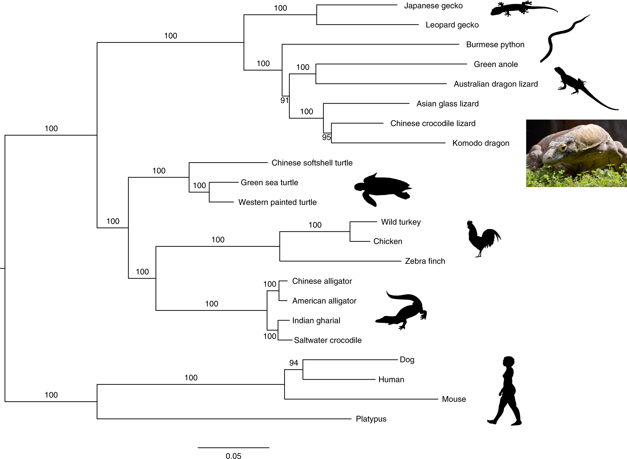 Genome of the Komodo dragon reveals adaptations in the cardiovascular and  chemosensory systems of monitor lizards | Nature Ecology & Evolution