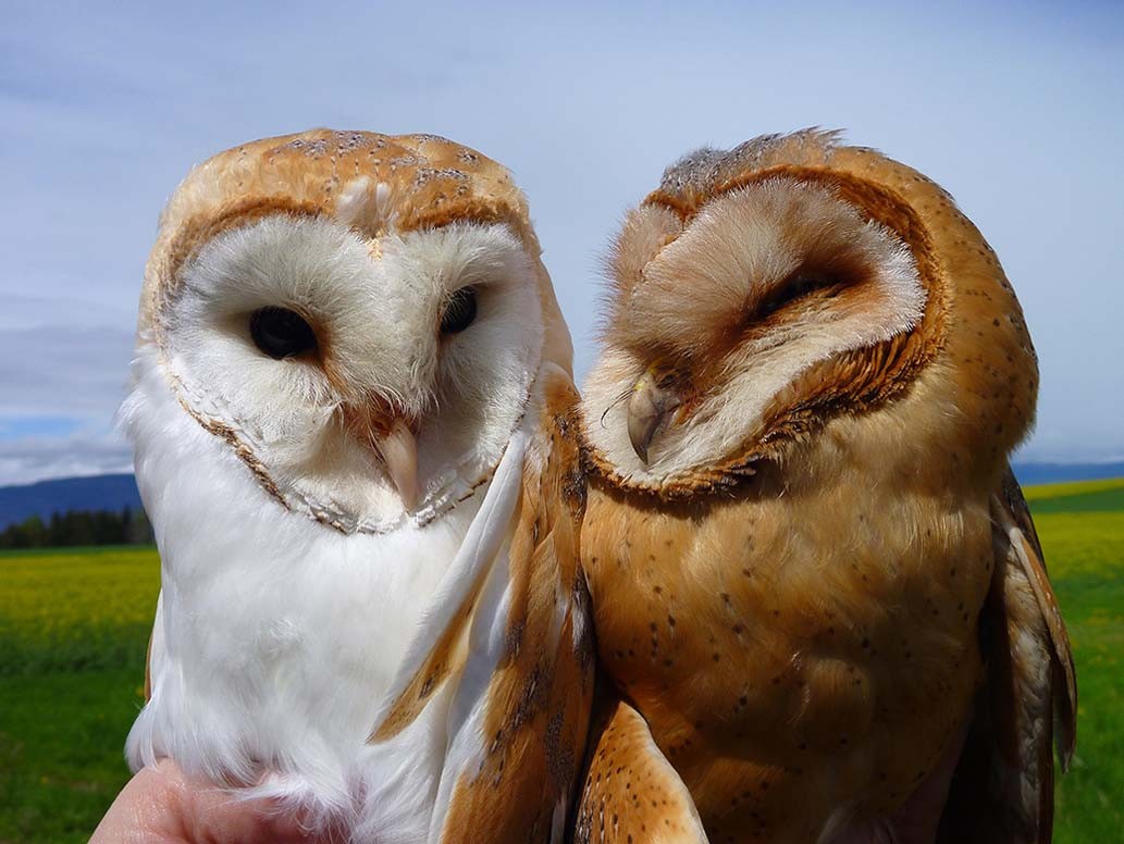 Differential fitness effects of moonlight on plumage colour morphs in barn  owls | Nature Ecology & Evolution