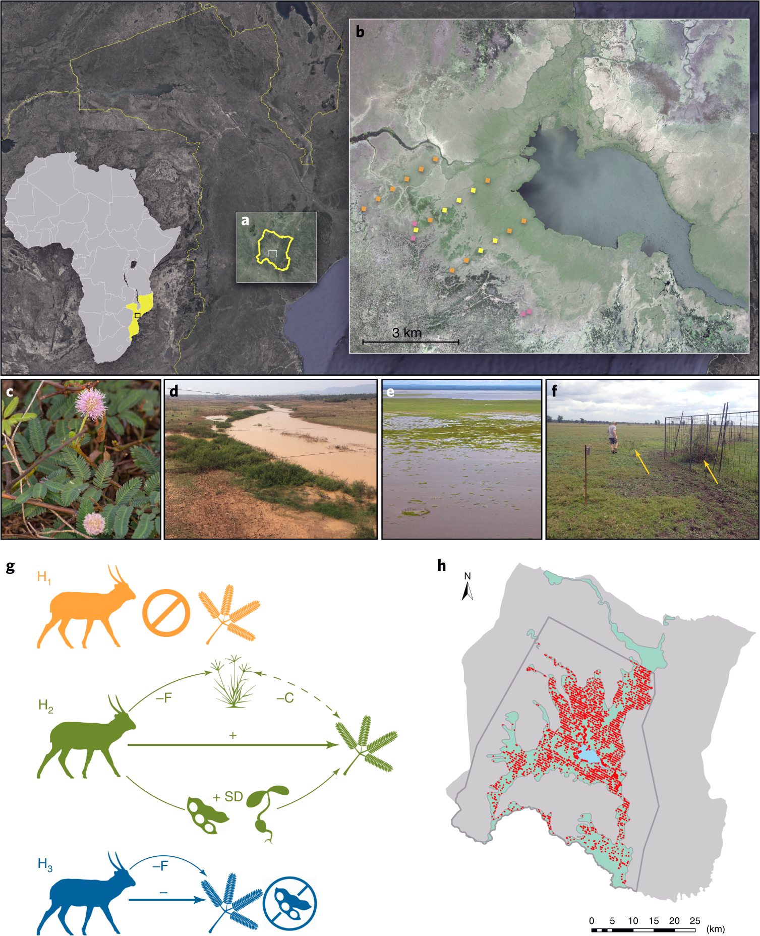 Trophic rewilding revives biotic to shrub invasion | Nature & Evolution