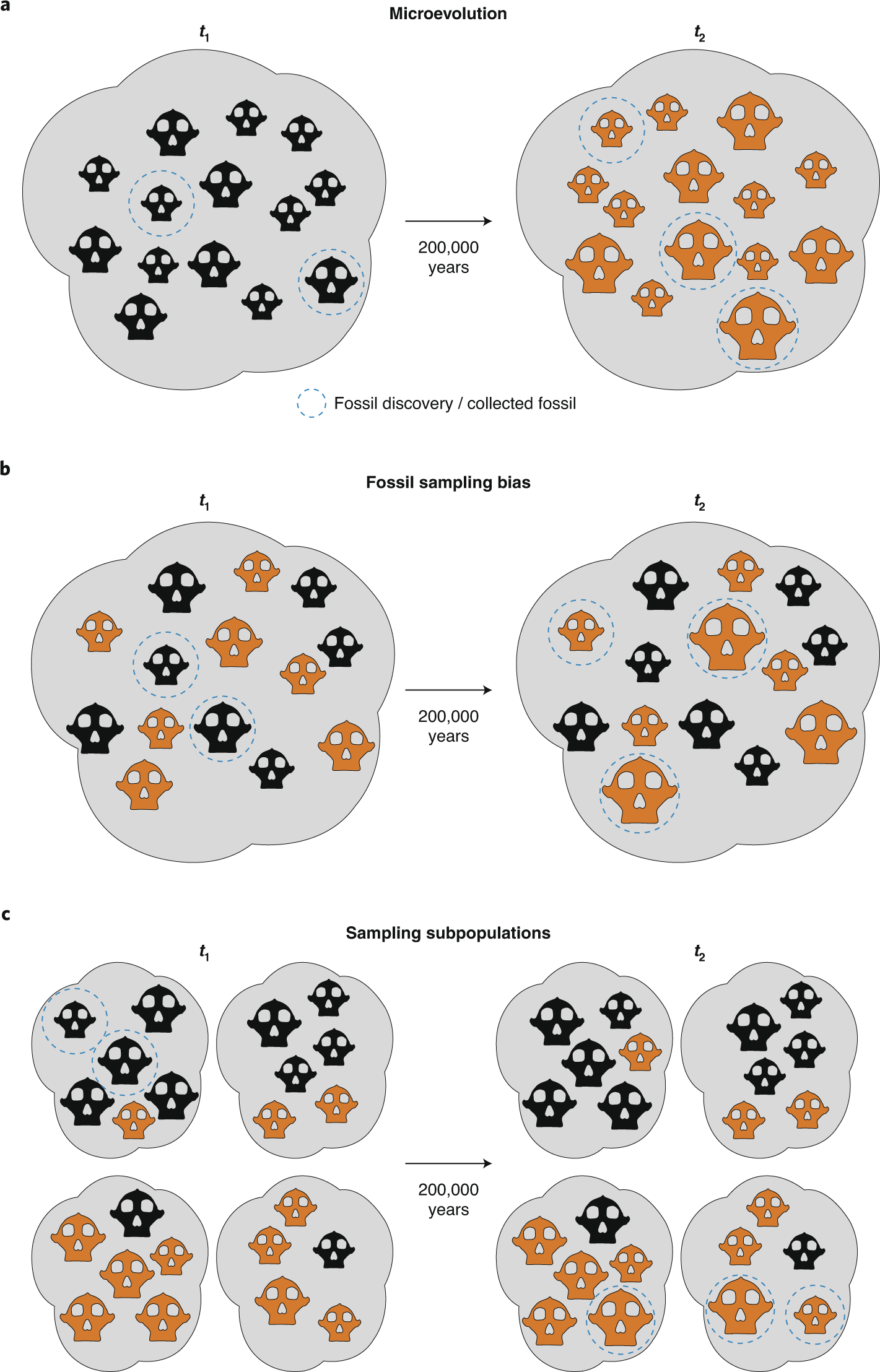 Microevolution in our megadont relative | Nature Ecology & Evolution