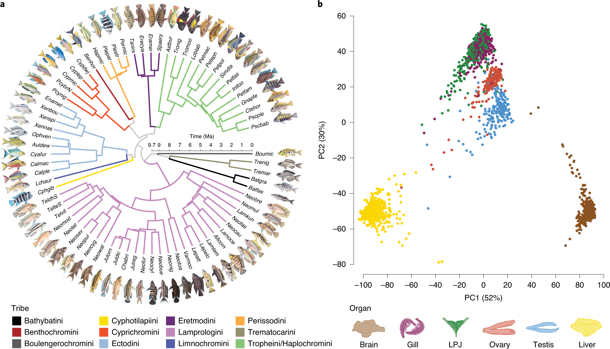 Gene expression dynamics during rapid organismal diversification in African  cichlid fishes | Nature Ecology & Evolution