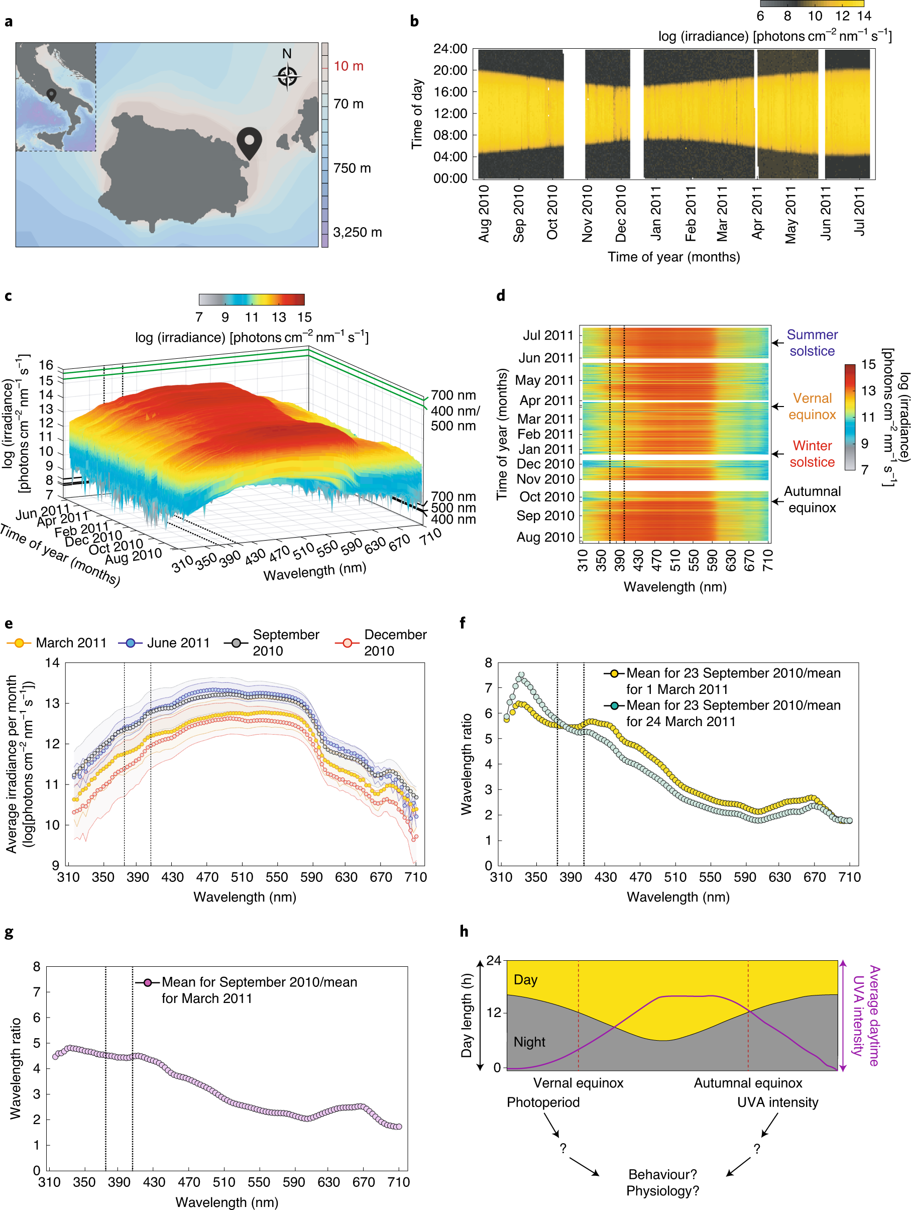 Seasonal Variation In Uva Light Drives Hormonal And Behavioural Changes In A Marine Annelid Via A Ciliary Opsin Nature Ecology Evolution