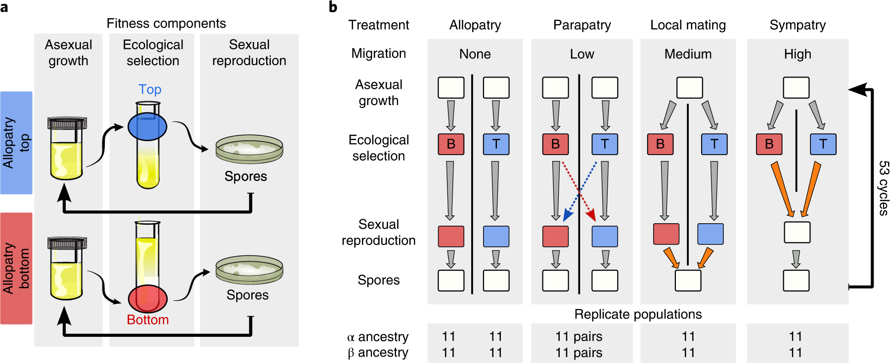 Experimental evolution of adaptive divergence under varying degrees of gene  flow | Nature Ecology & Evolution