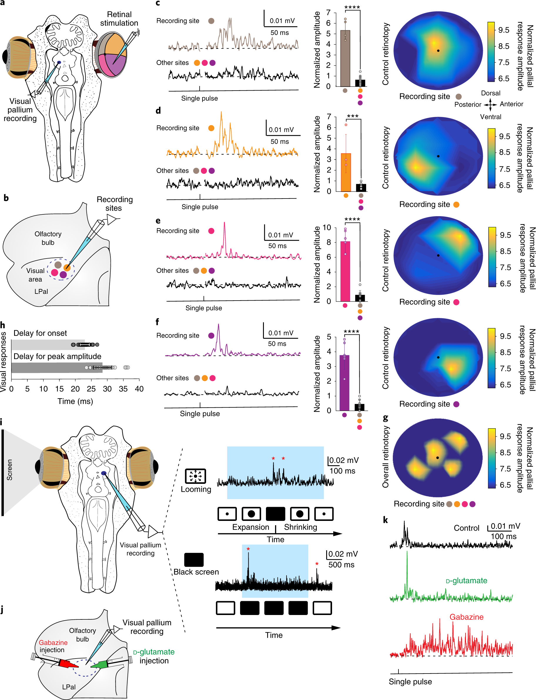 The Evolutionary Origin Of Visual And Somatosensory Representation