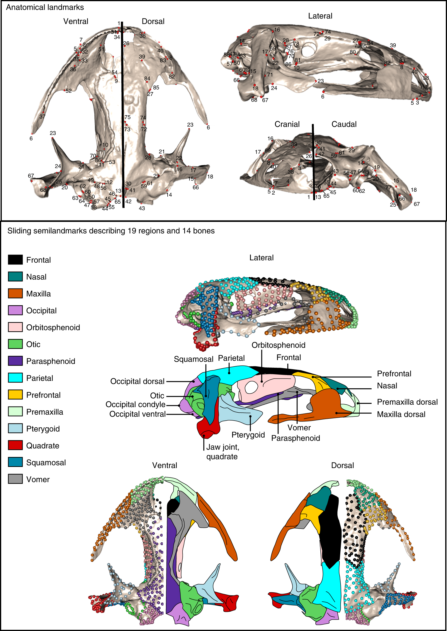 Frontiers  Common Patterns of Skull Bone Fusion and Their Potential to  Discriminate Different Ontogenetic Stages in Extant Birds