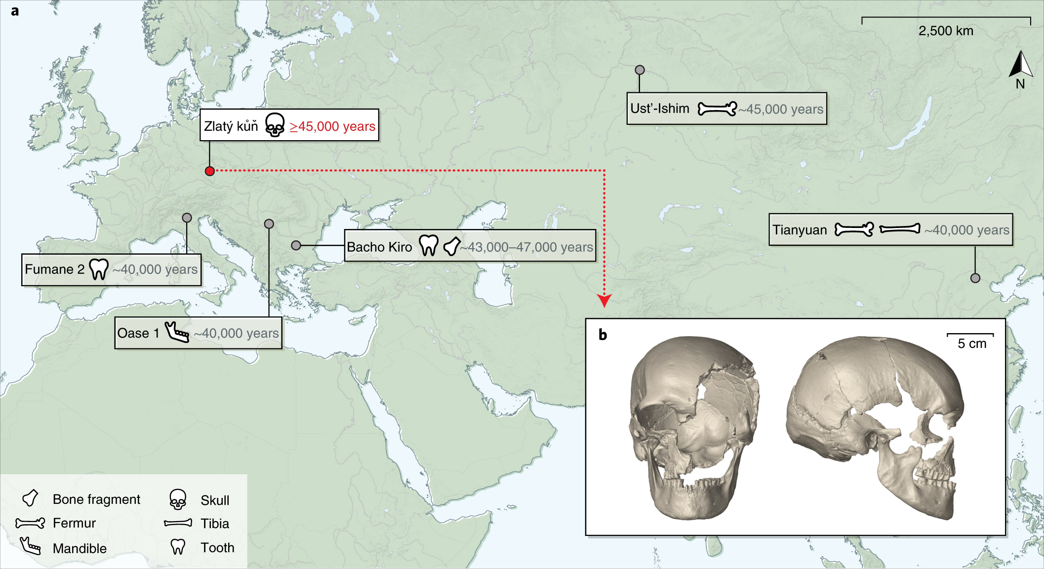 A Genome Sequence From A Modern Human Skull Over 45 000 Years Old From Zlaty Kun In Czechia Nature Ecology Evolution