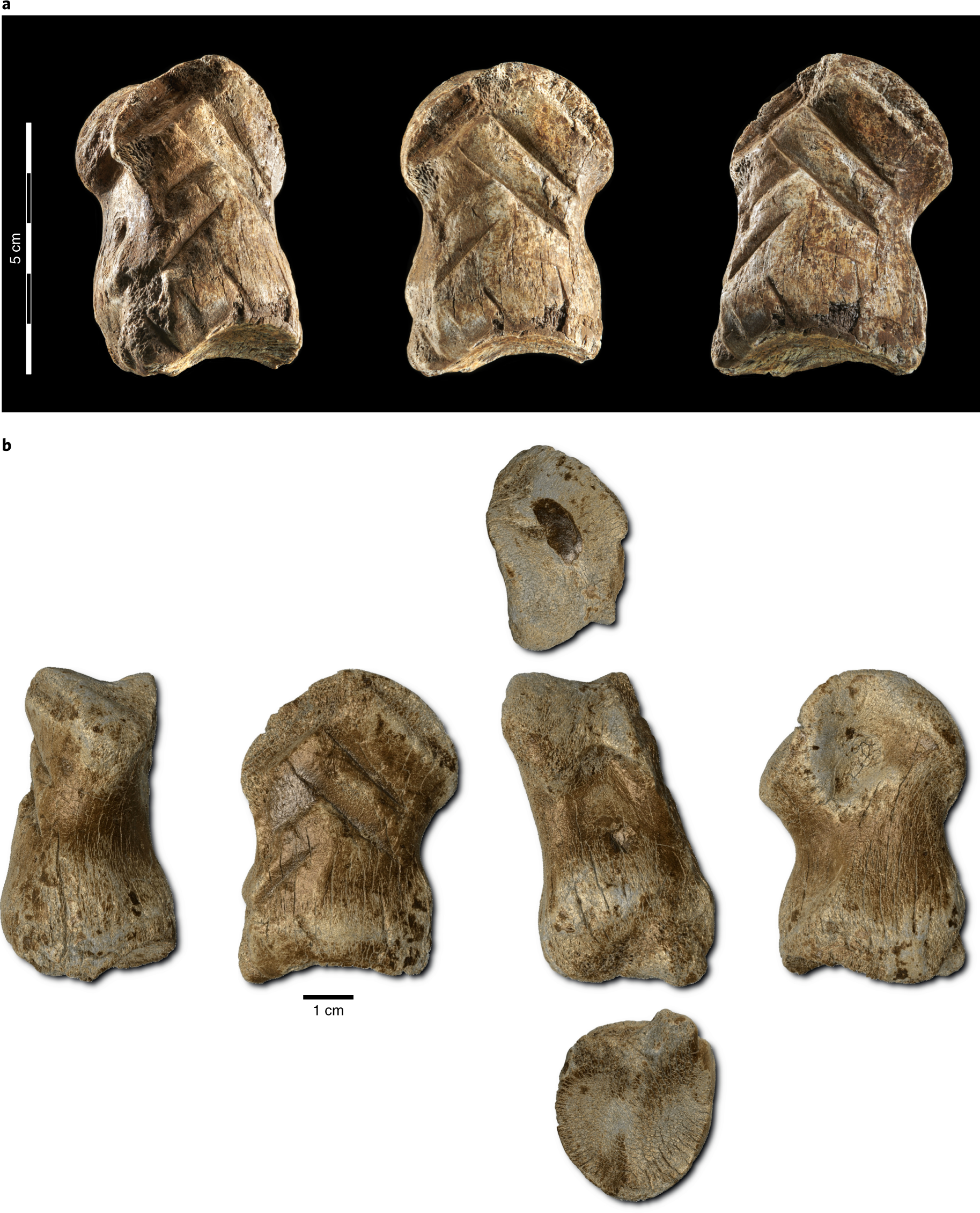 A 51 000 Year Old Engraved Bone Reveals Neanderthals Capacity For Symbolic Behaviour Nature Ecology Evolution A 51 000 Year Old Engraved Bone Reveals Neanderthals Capacity For Symbolic Behaviour Nature Ecology Evolution