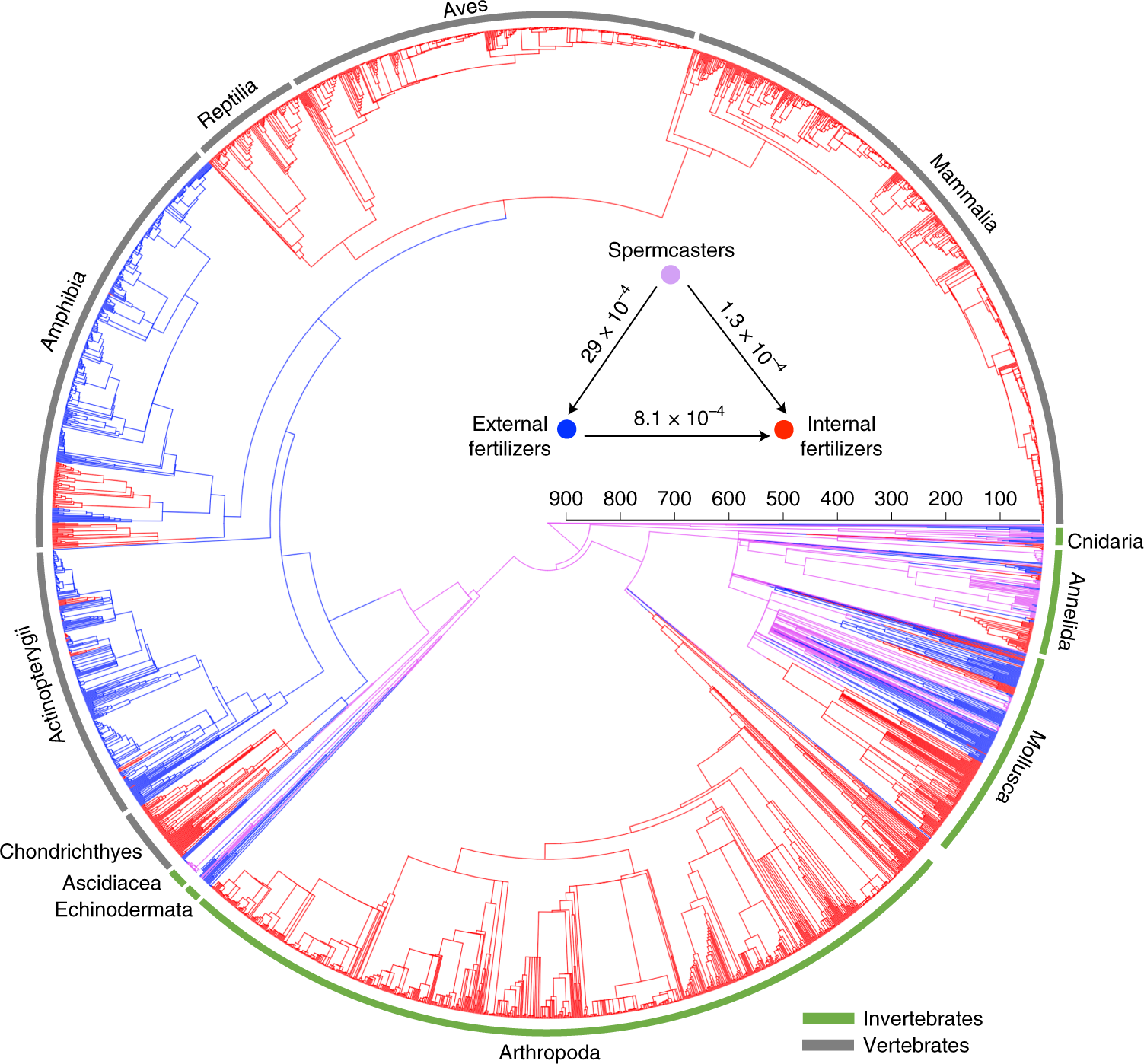 Fertilization Mode Drives Sperm Length Evolution Across The Animal Tree Of  Life | Nature Ecology & Evolution Fertilization Mode Drives Sperm Length Evolution Across The Animal Tree Of  Life | Nature Ecology & Evolution