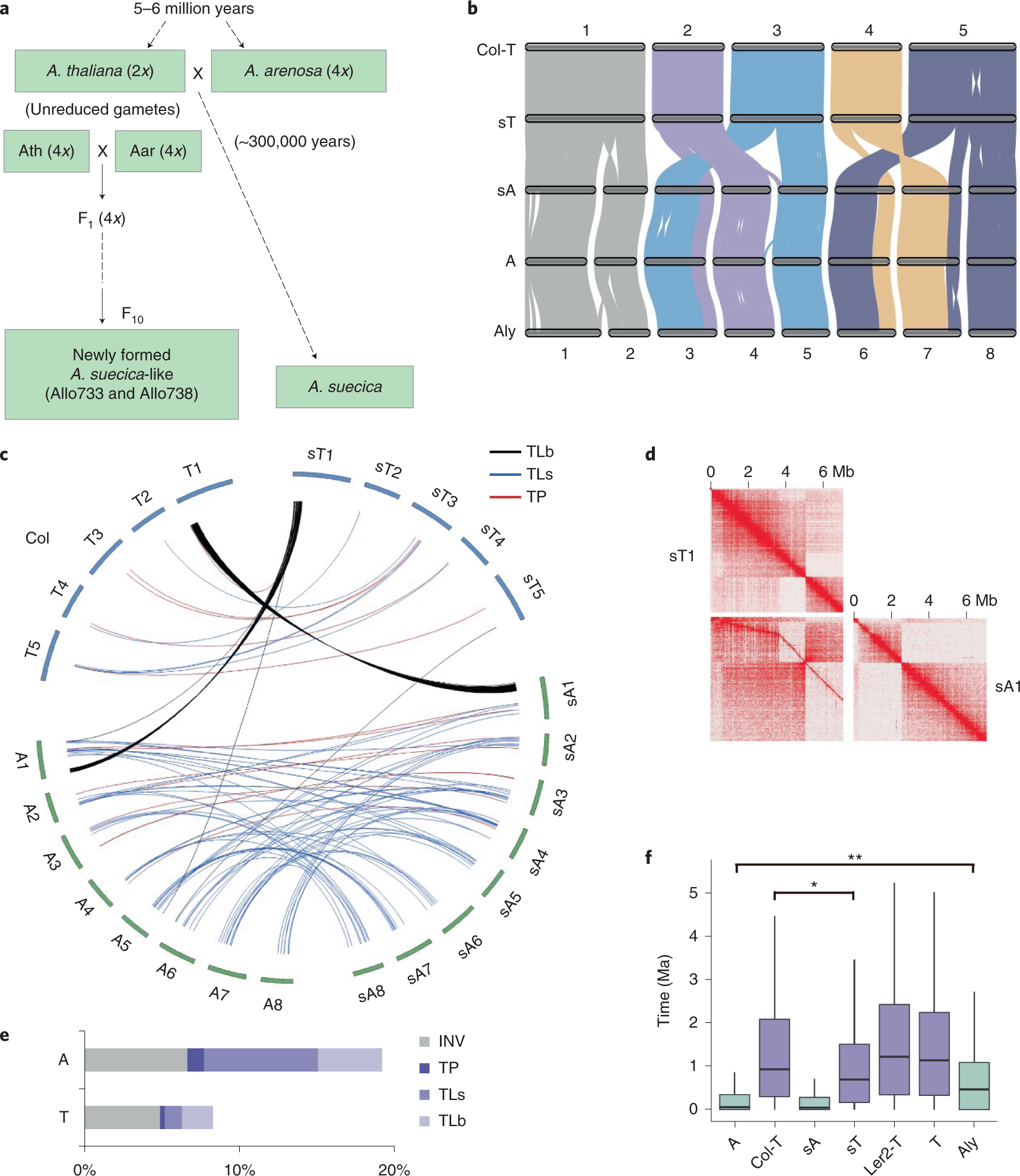 ASU scientists discover dual-function messenger RNA