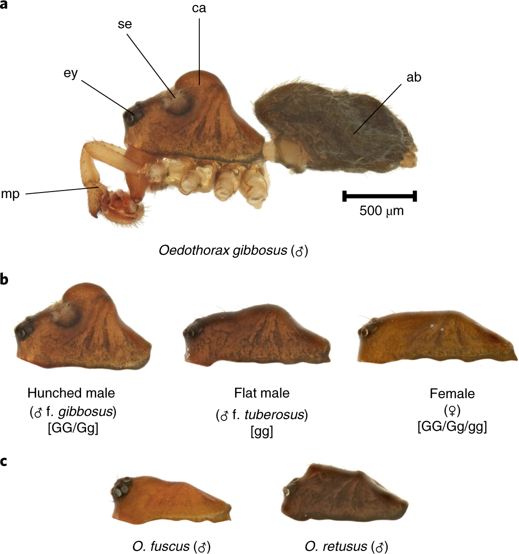 A masculinizing supergene underlies an exaggerated male reproductive morph  in a spider | Nature Ecology & Evolution