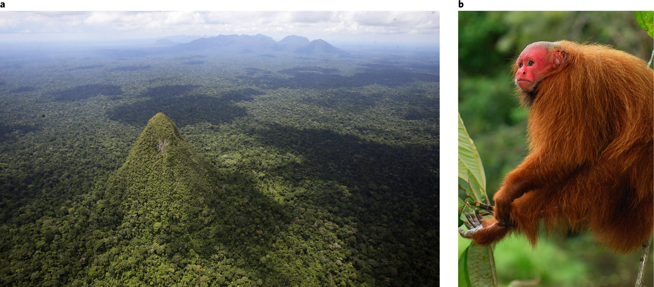 Pending bill devastate Brazil's Serra do Divisor National Park | Nature Ecology & Evolution