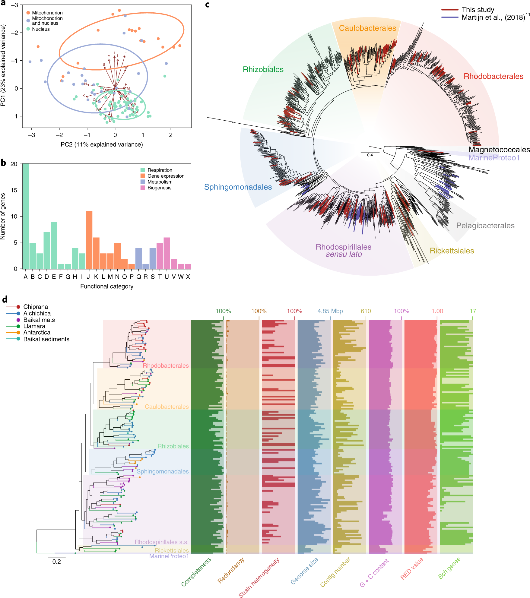 Schematic phylogenetic relationships of mitochondria and