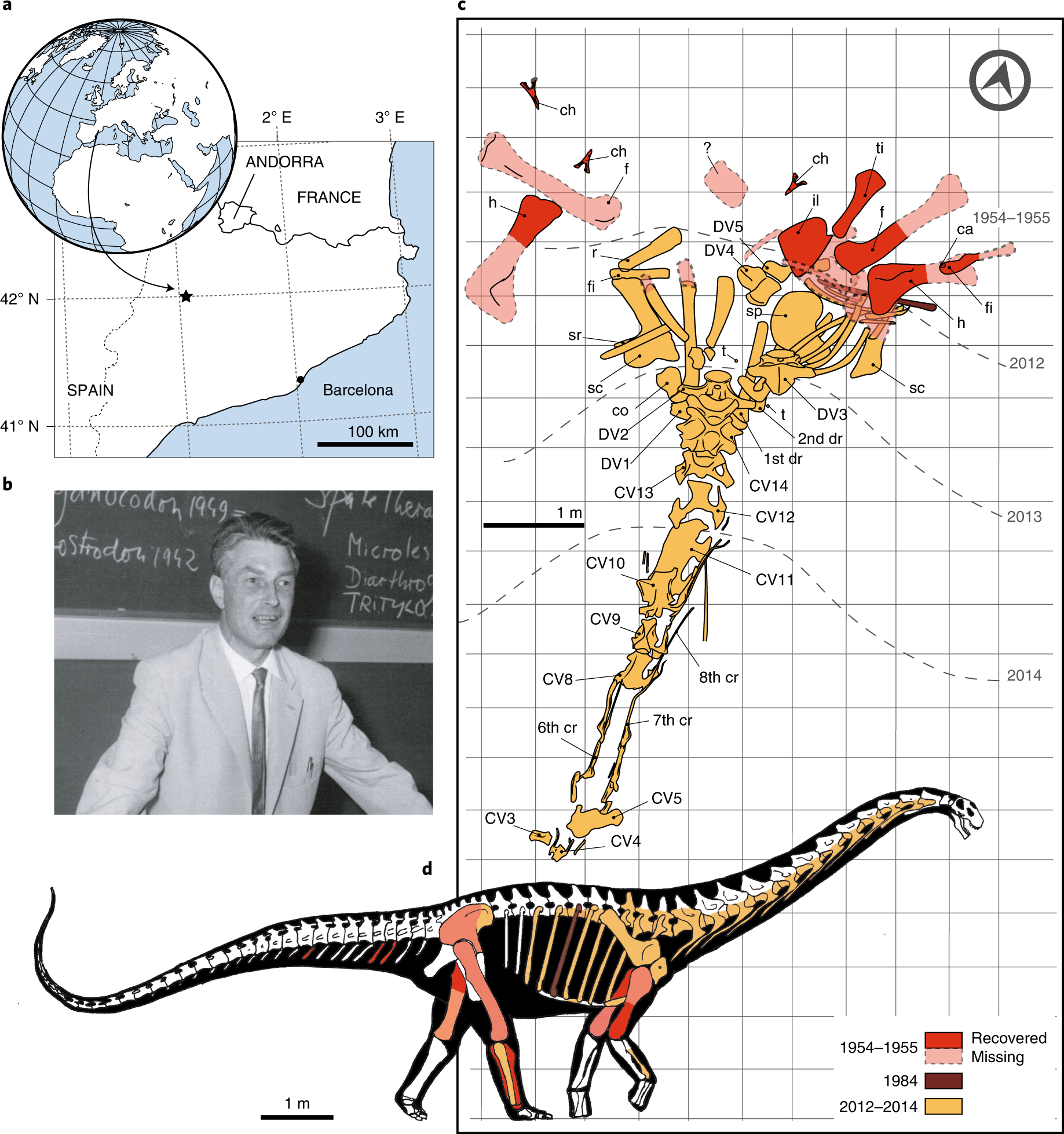 A titanosaurian sauropod with Gondwanan affinities in the latest Cretaceous  of Europe | Nature Ecology & Evolution