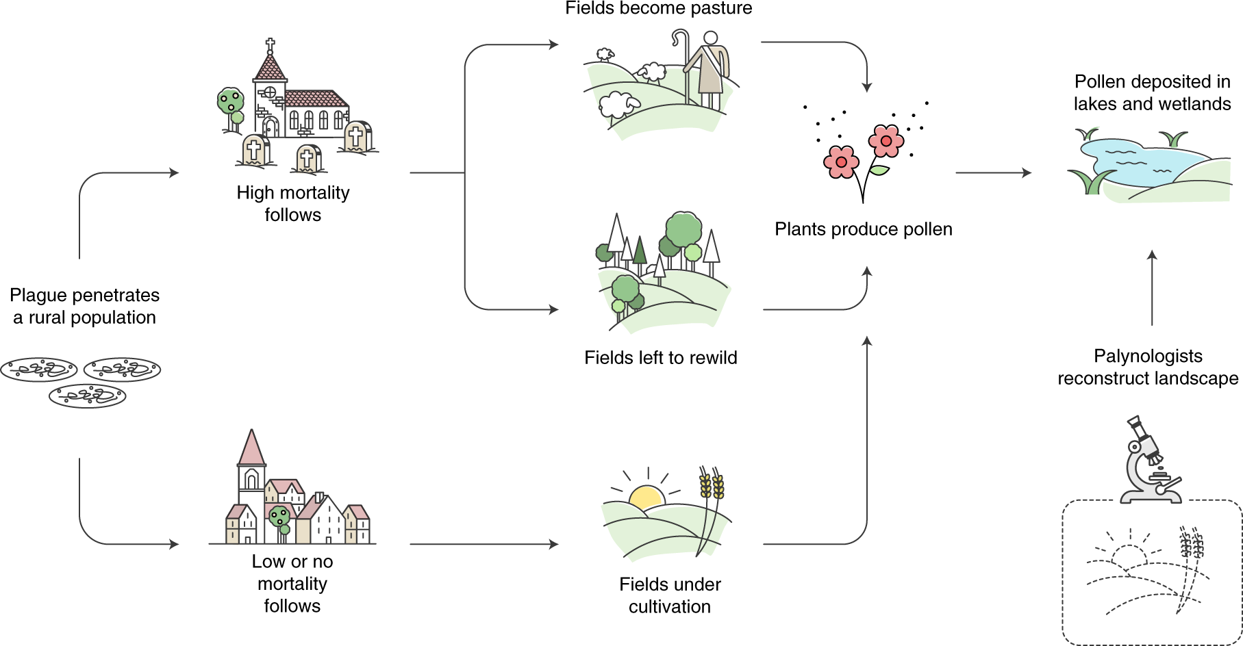 Palaeoecological data indicates land-use changes across Europe linked to  spatial heterogeneity in mortality during the Black Death pandemic | Nature  Ecology & Evolution