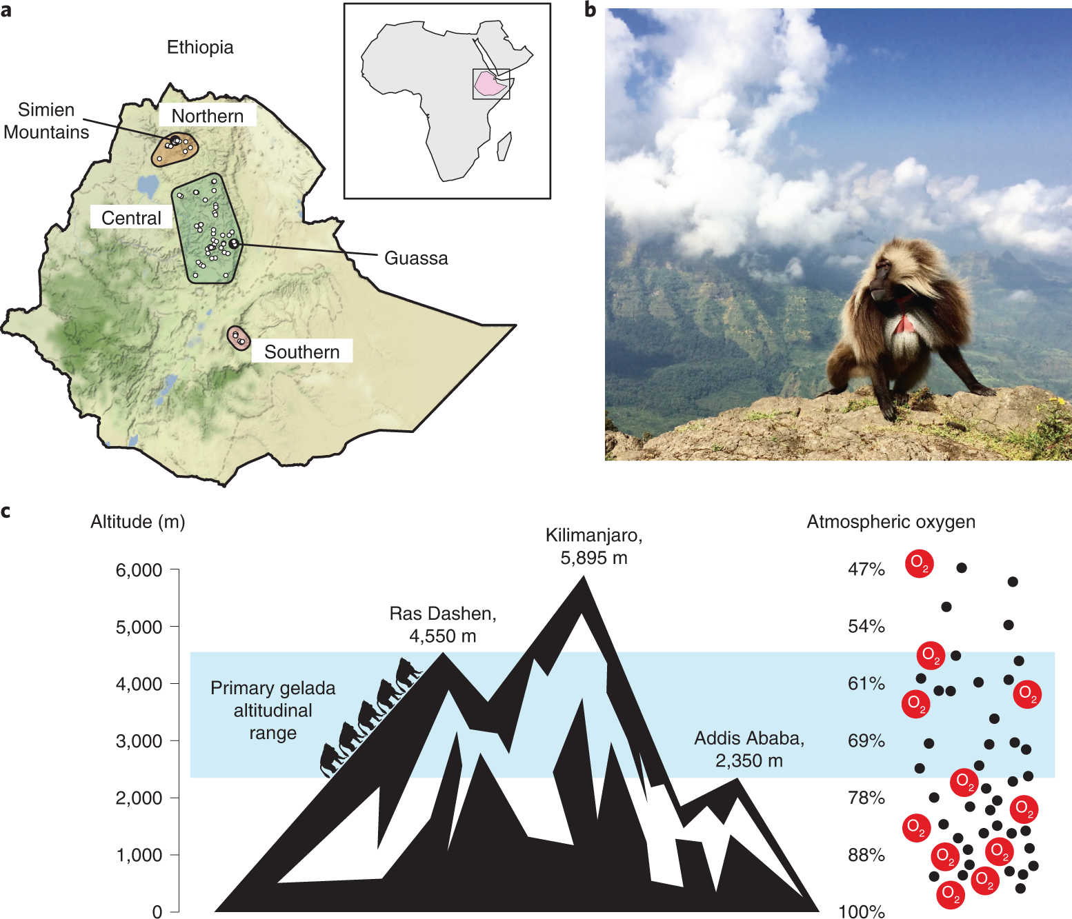 Genomic signatures of high-altitude adaptation and chromosomal polymorphism  in geladas | Nature Ecology & Evolution
