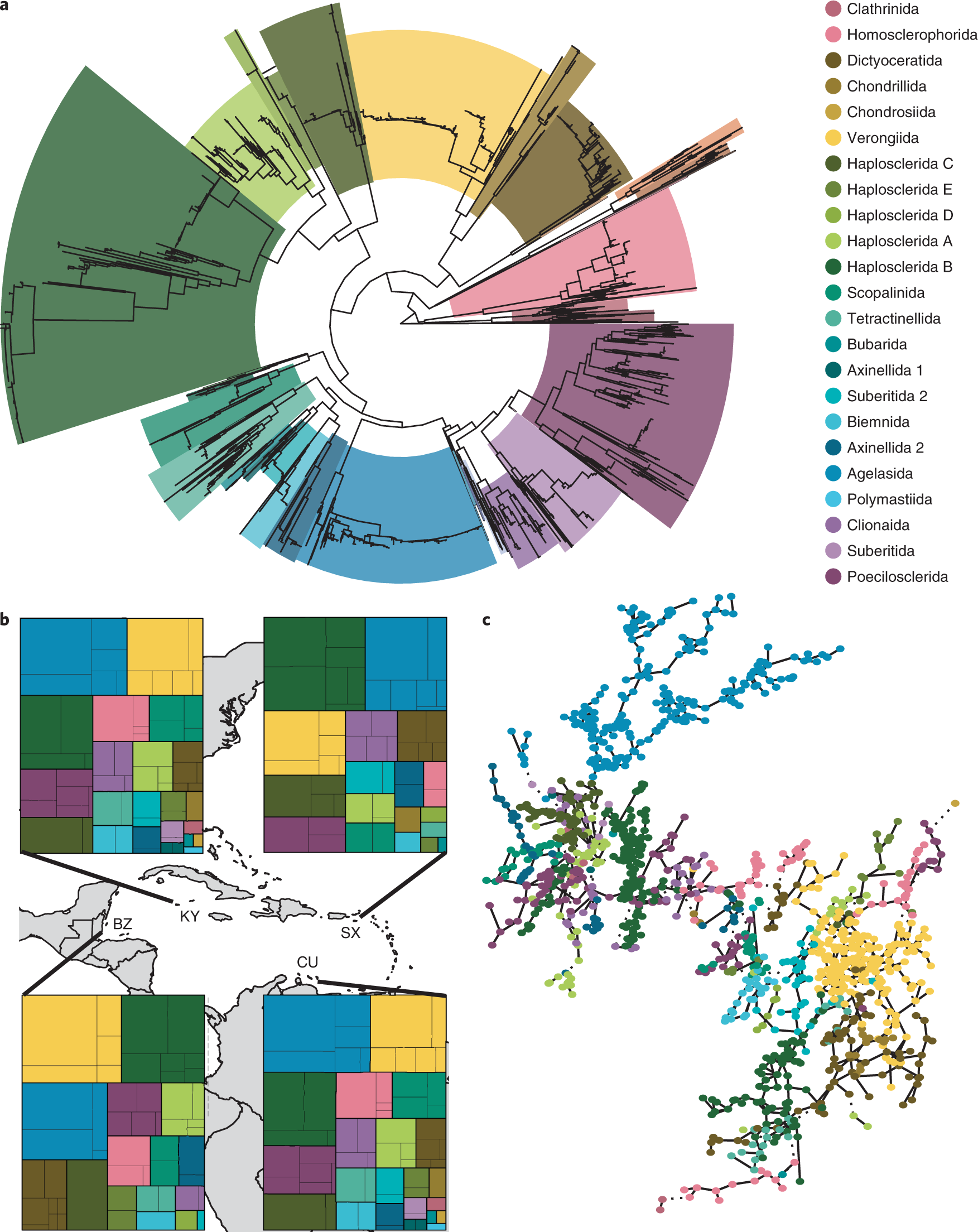 Cophylogeny and convergence shape holobiont evolution in sponge–microbe  symbioses | Nature Ecology & Evolution