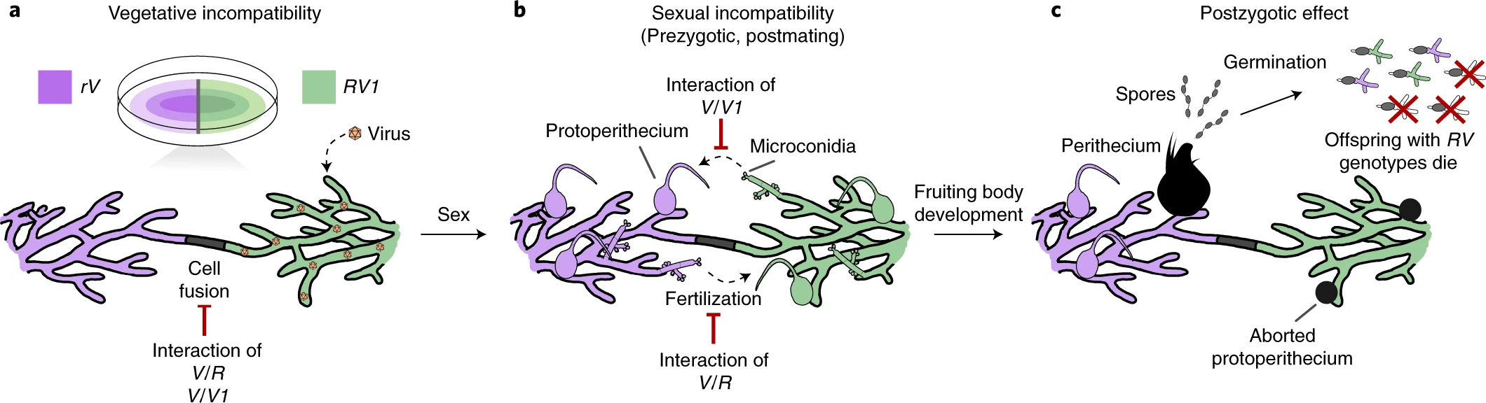 Allorecognition genes drive reproductive isolation in Podospora anserina