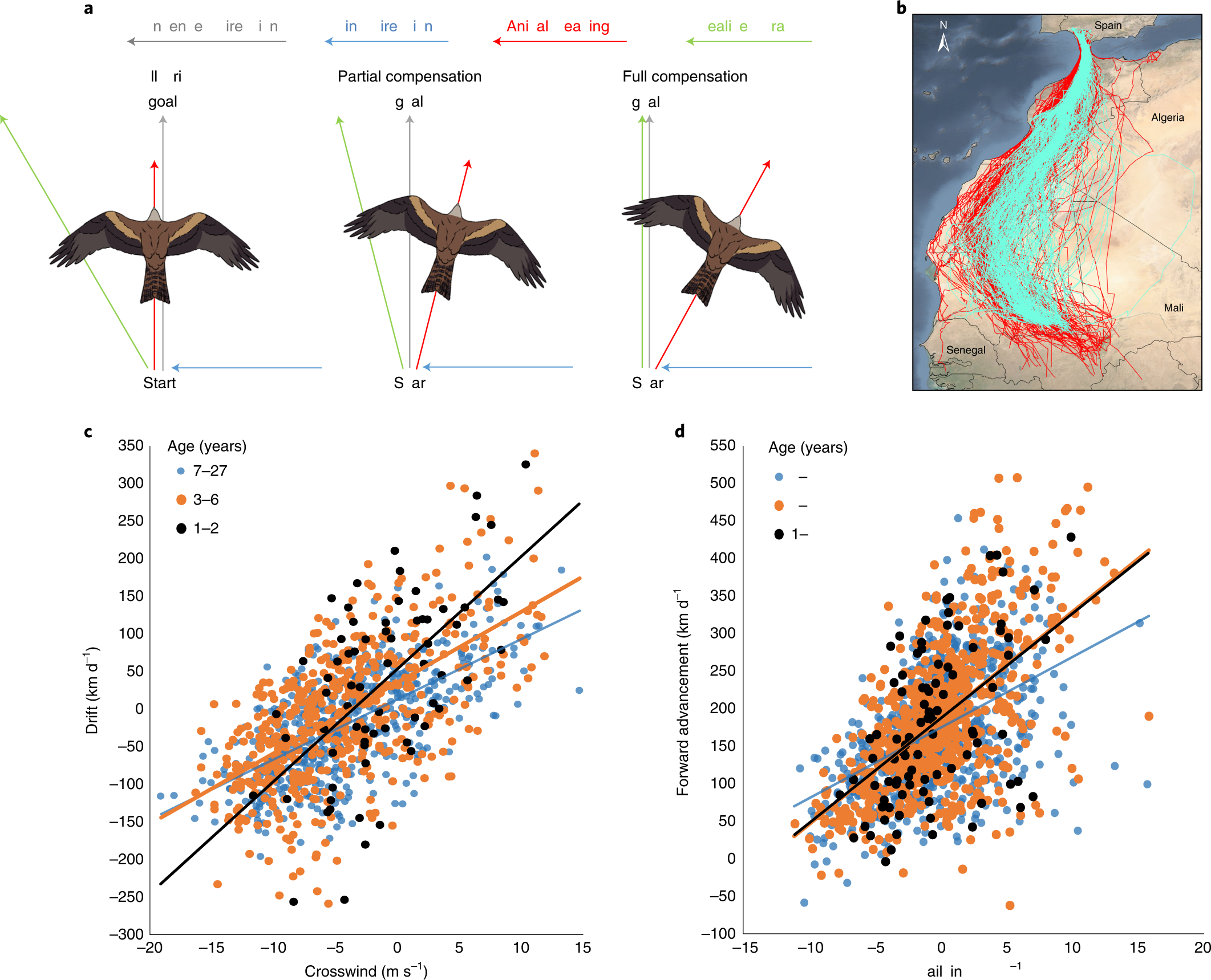 Compensation for wind drift during raptor migration improves with age  through mortality selection | Nature Ecology & Evolution