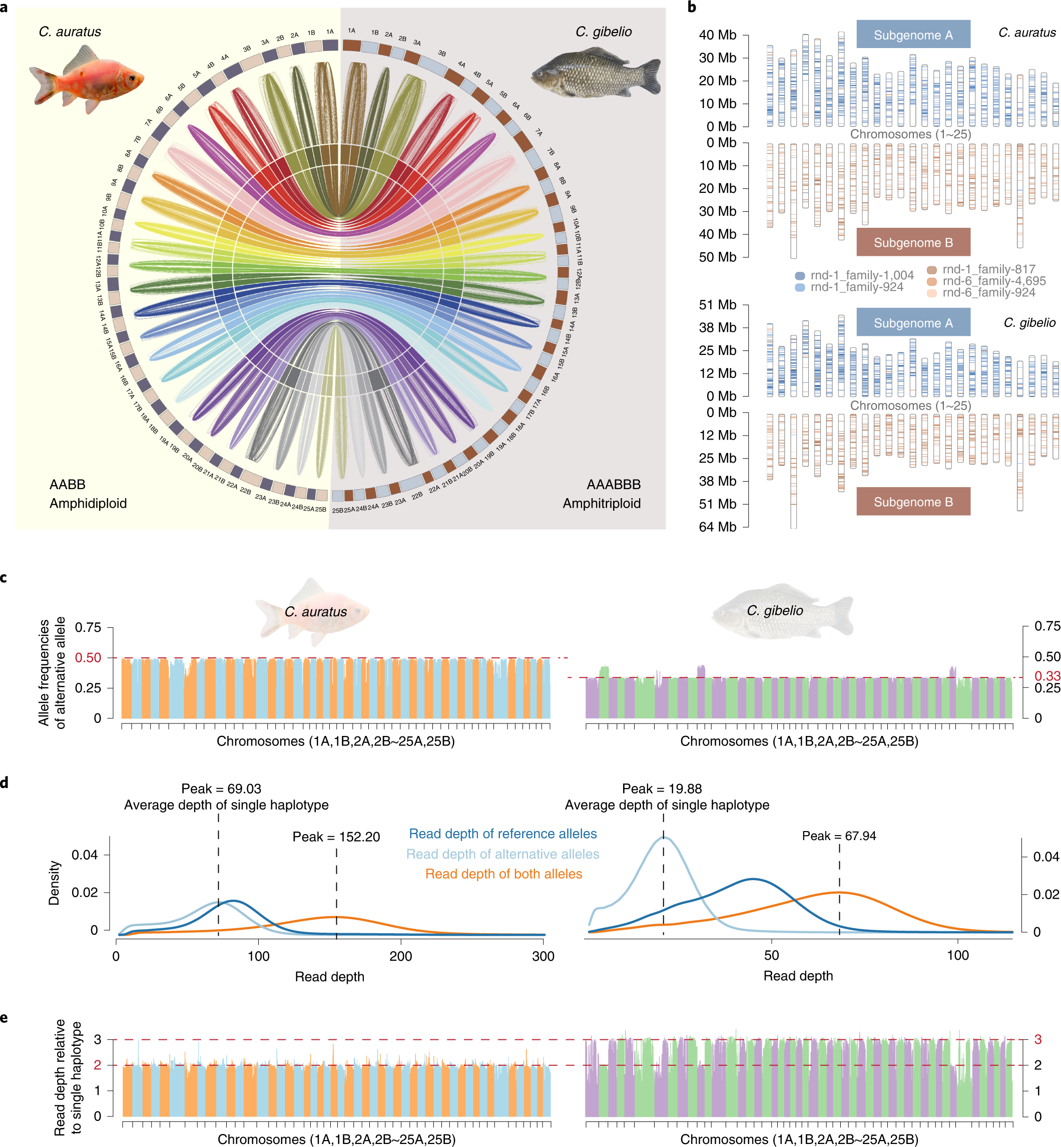 Comparative Genome Anatomy Reveals Evolutionary Insights Into A.