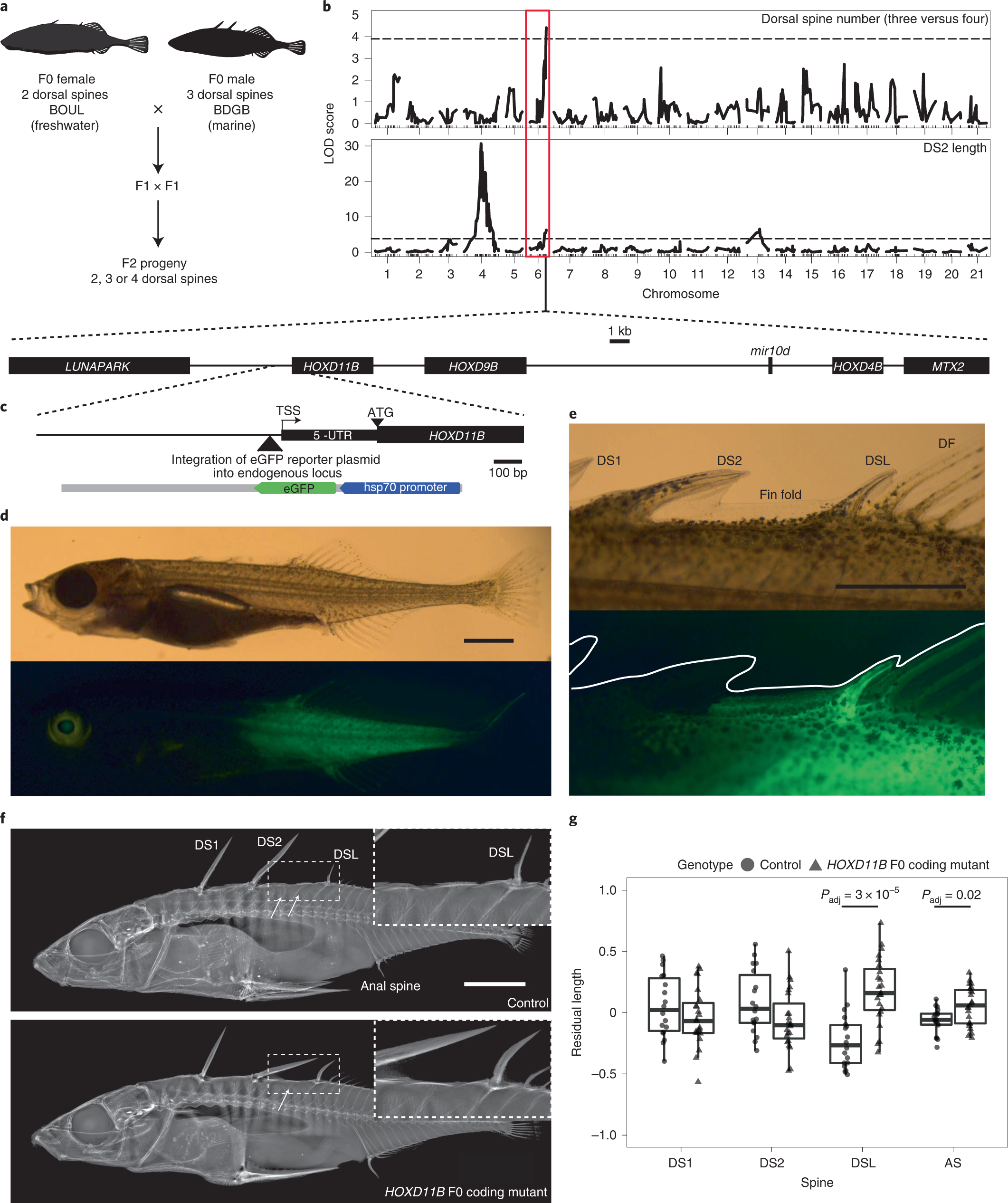 Off the Scales: Fish Armor Both Tough and Flexible – Berkeley Lab