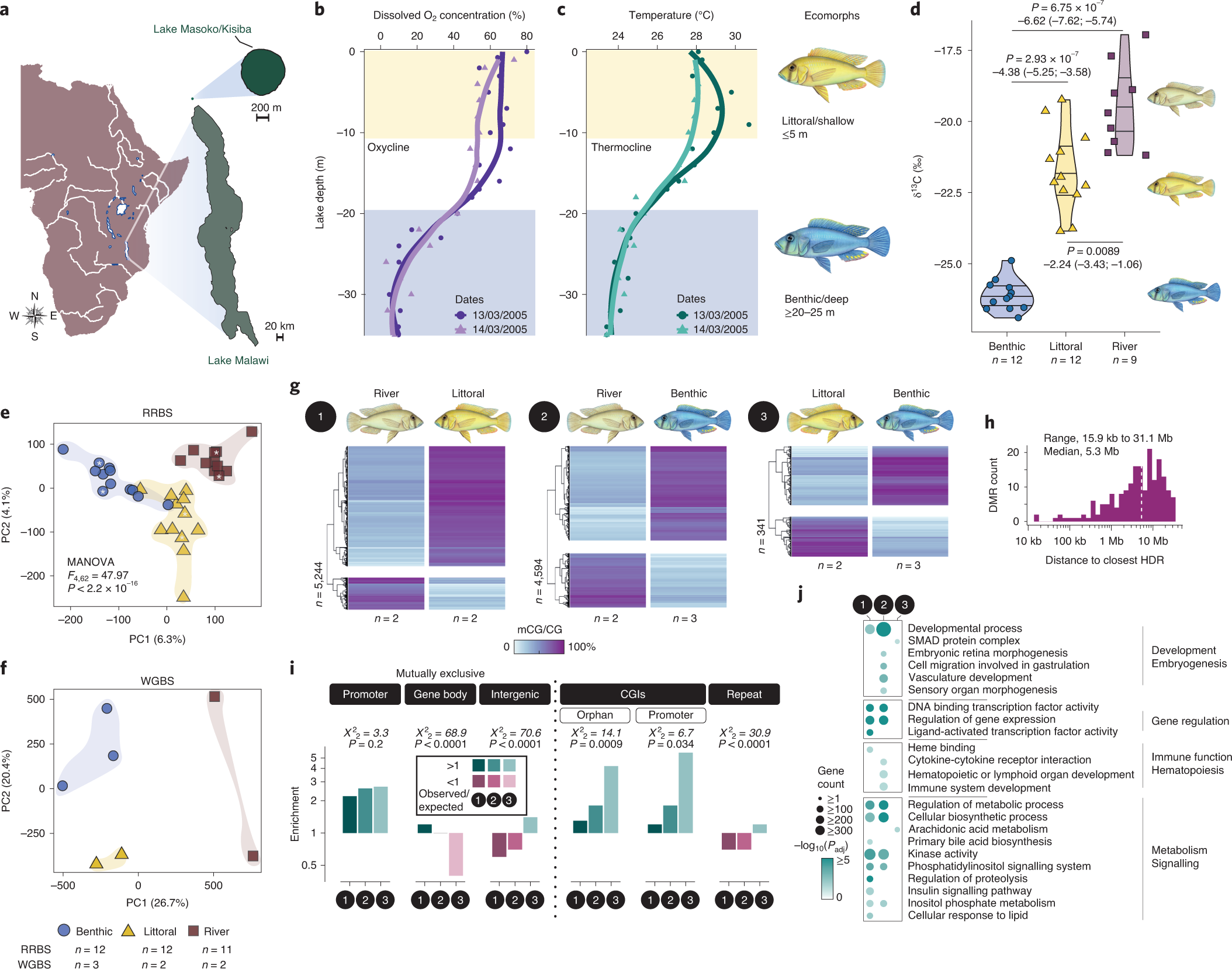 Epigenetic divergence during early stages of speciation in an African  crater lake cichlid fish | Nature Ecology & Evolution