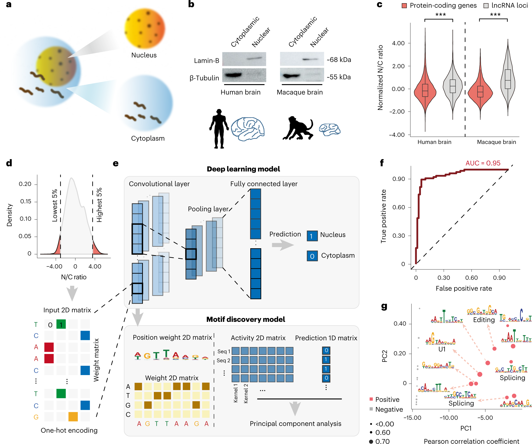 Fig. 1: The U1 sequence as a key feature for predicting RNA nuclear retention.