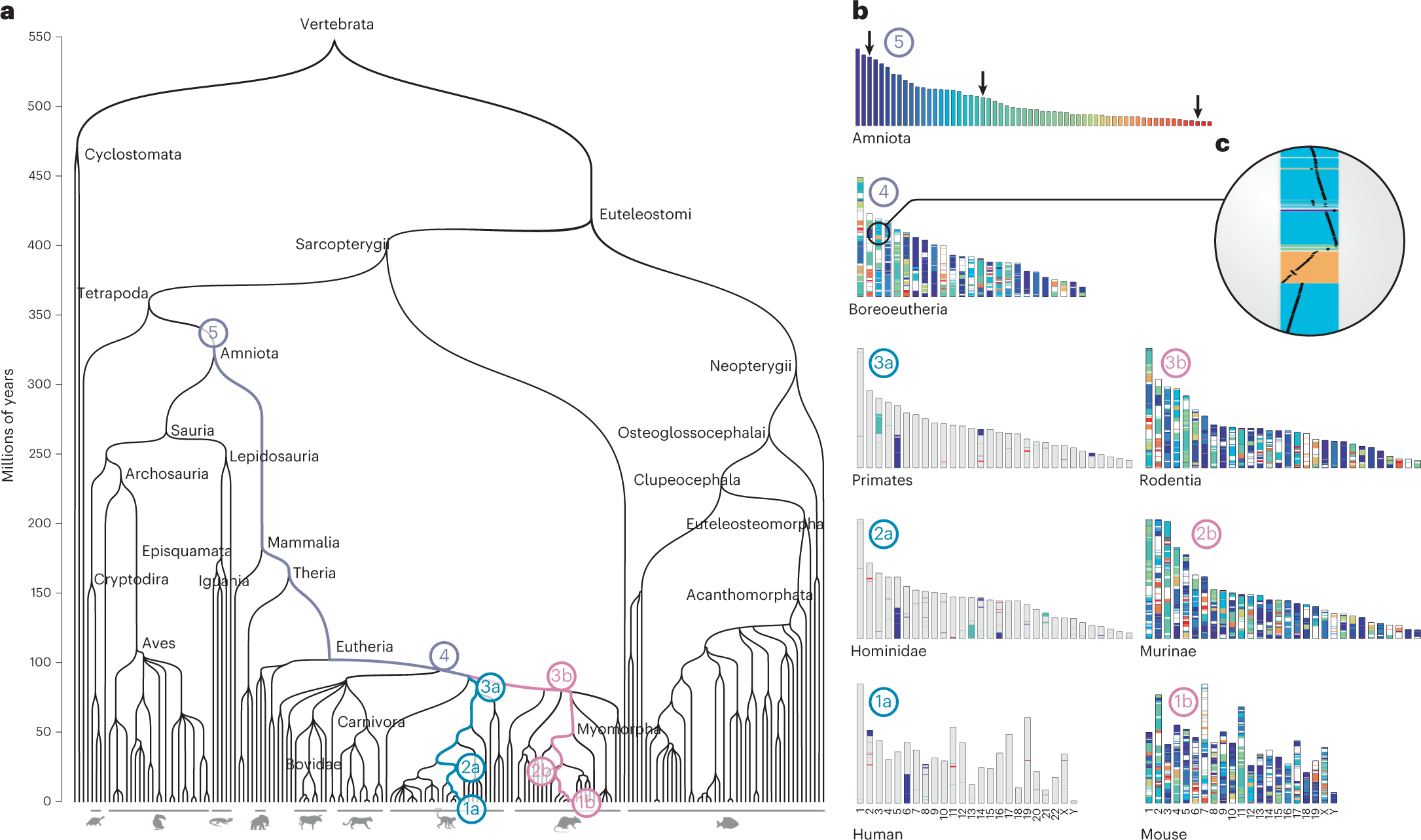 The impact of local genomic properties on the evolutionary fate of genes