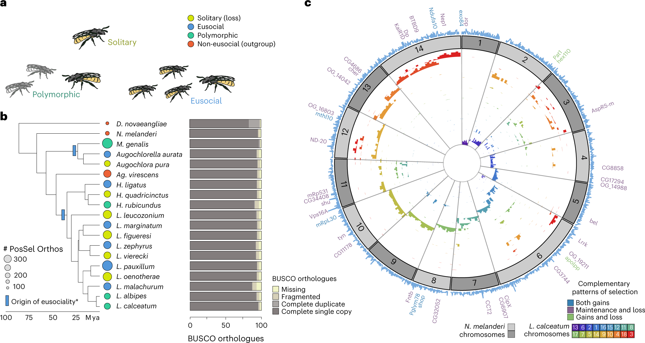 Convergent and complementary selection shaped gains and losses of  eusociality in sweat bees | Nature Ecology & Evolution