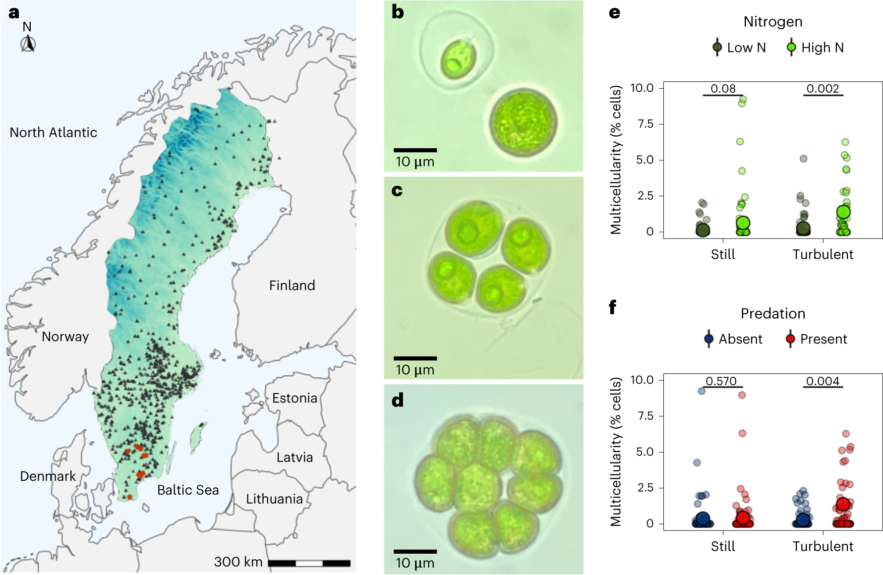 Single-cell adaptations shape evolutionary transitions to multicellularity  in green algae | Nature Ecology & Evolution