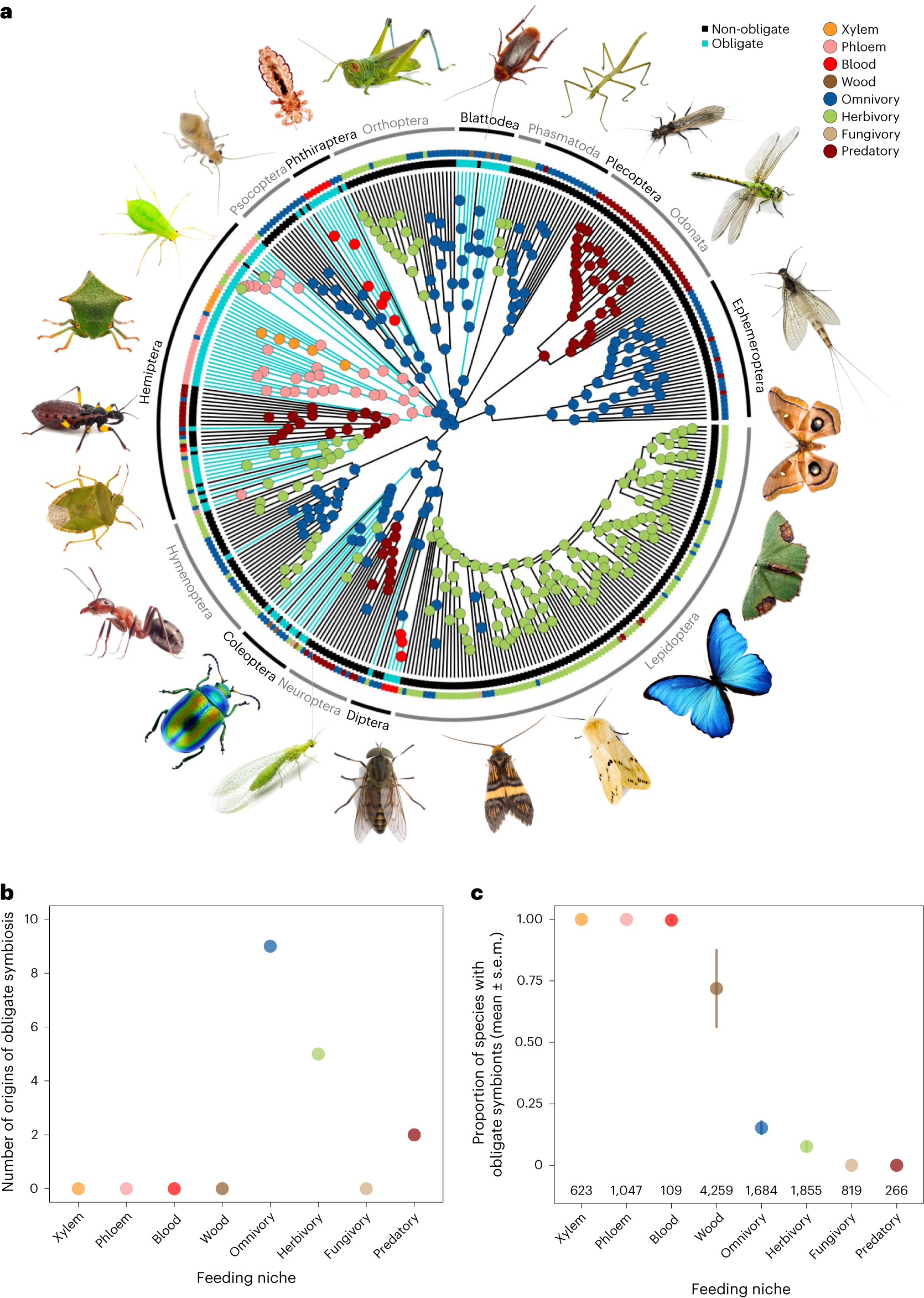 Symbioses shape feeding niches and diversification across insects