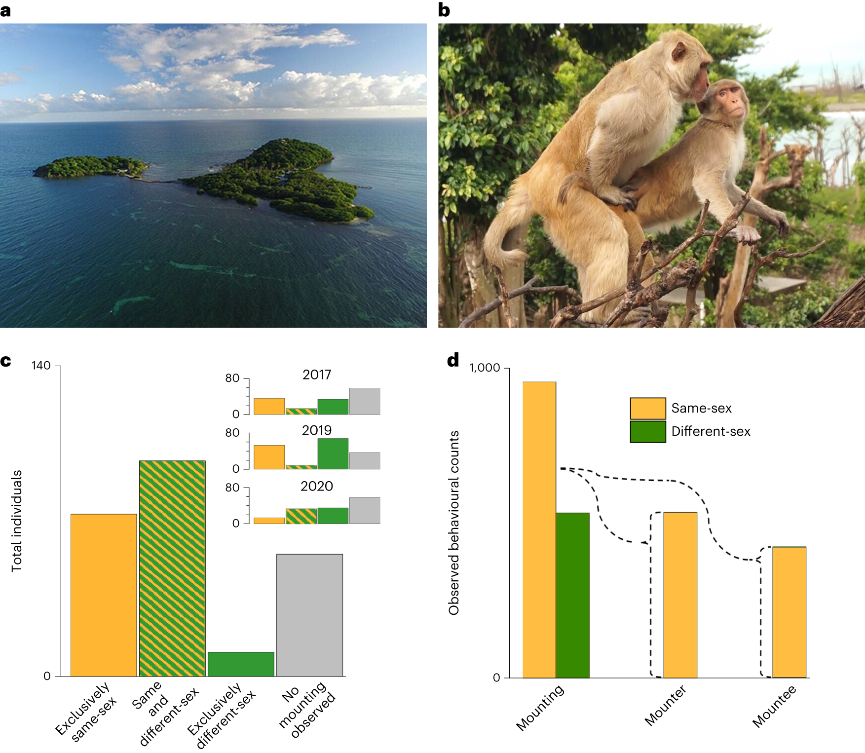 Same-sex sociosexual behaviour is widespread and heritable in male rhesus macaques Nature Ecology and Evolution photo