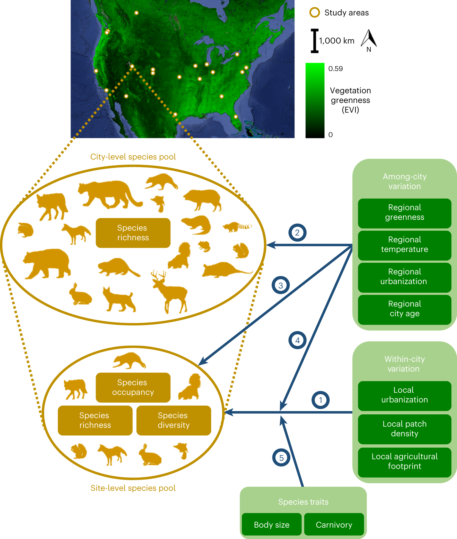 Urbanization, climate and species traits shape mammal communities from  local to continental scales