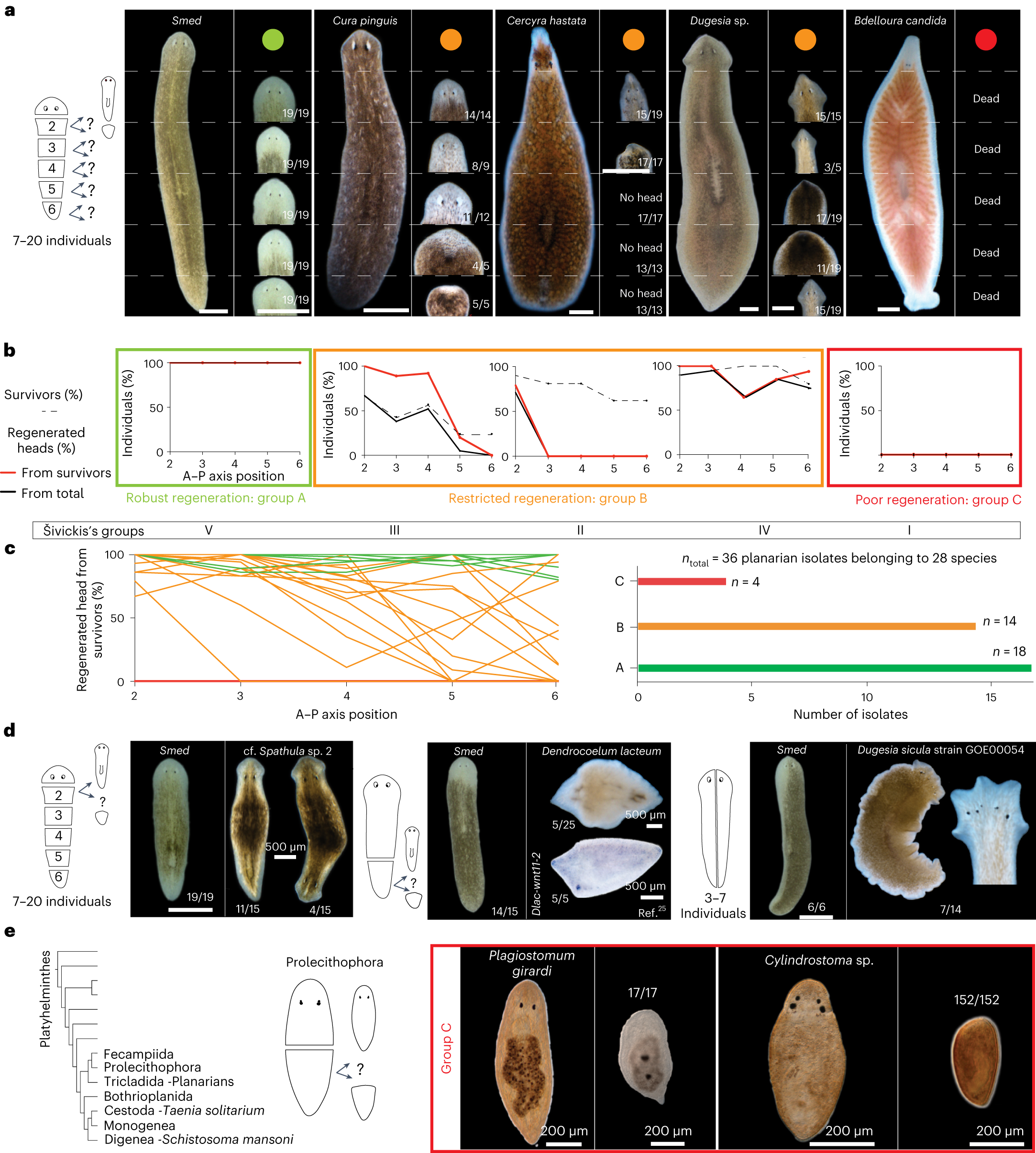 Fig. 2: Quantitative analysis of head-regeneration abilities across the flatworm collection.