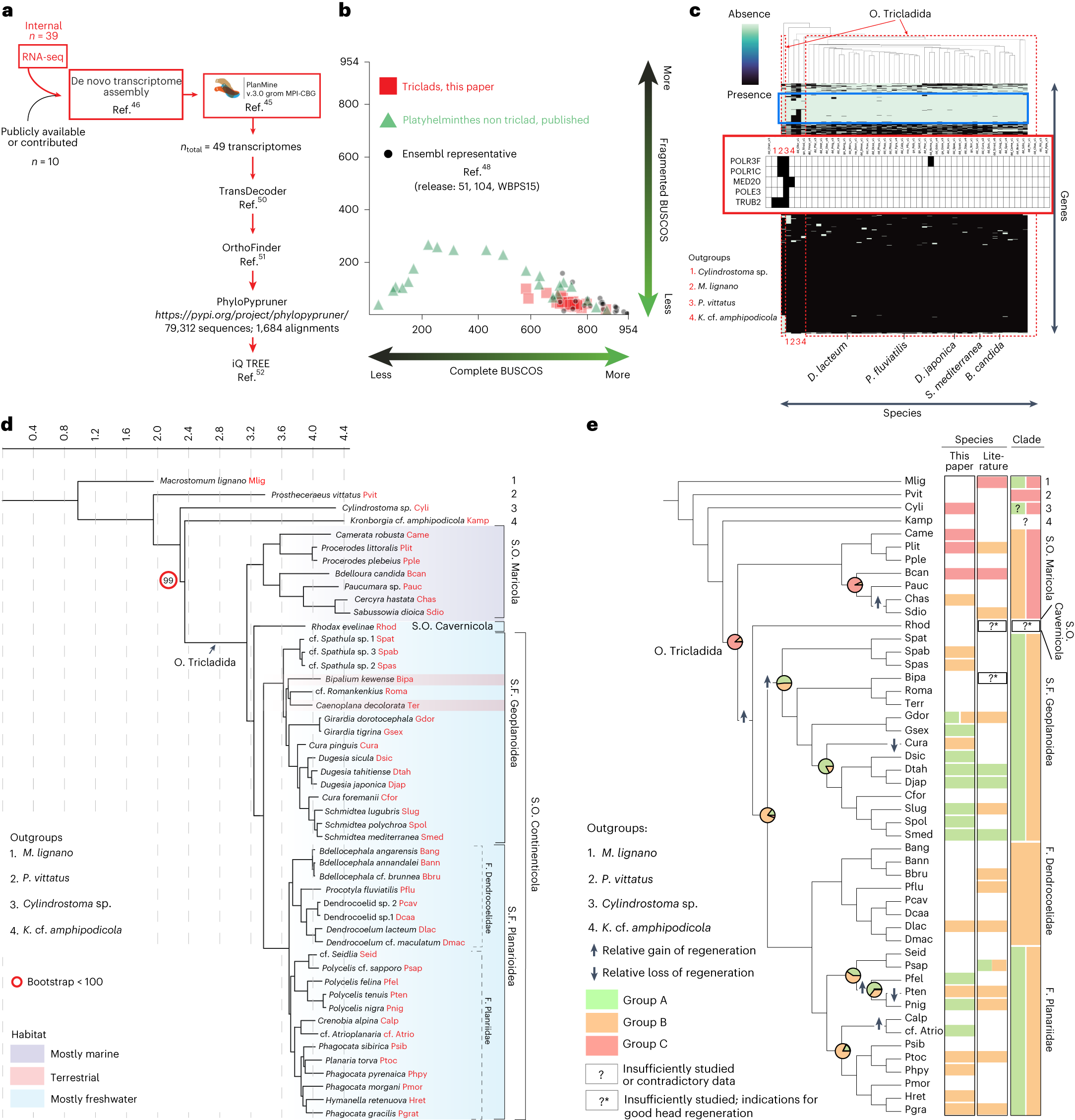 Fig. 3: Phylogenetic analysis of head-regeneration abilities in planaria.