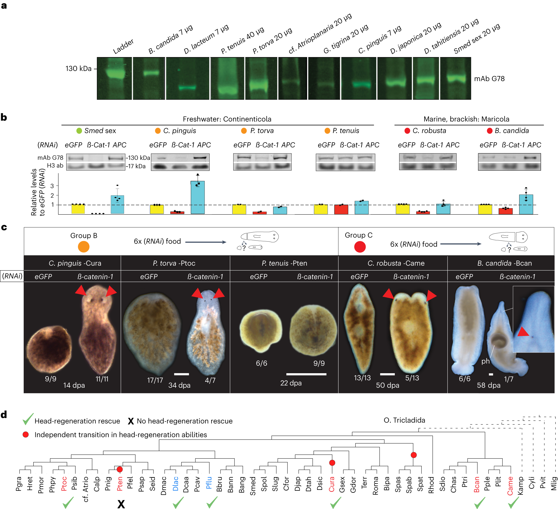 Fig. 4: Canonical Wnt pathway inhibition rescues head-regeneration defects across planarian phylogeny.