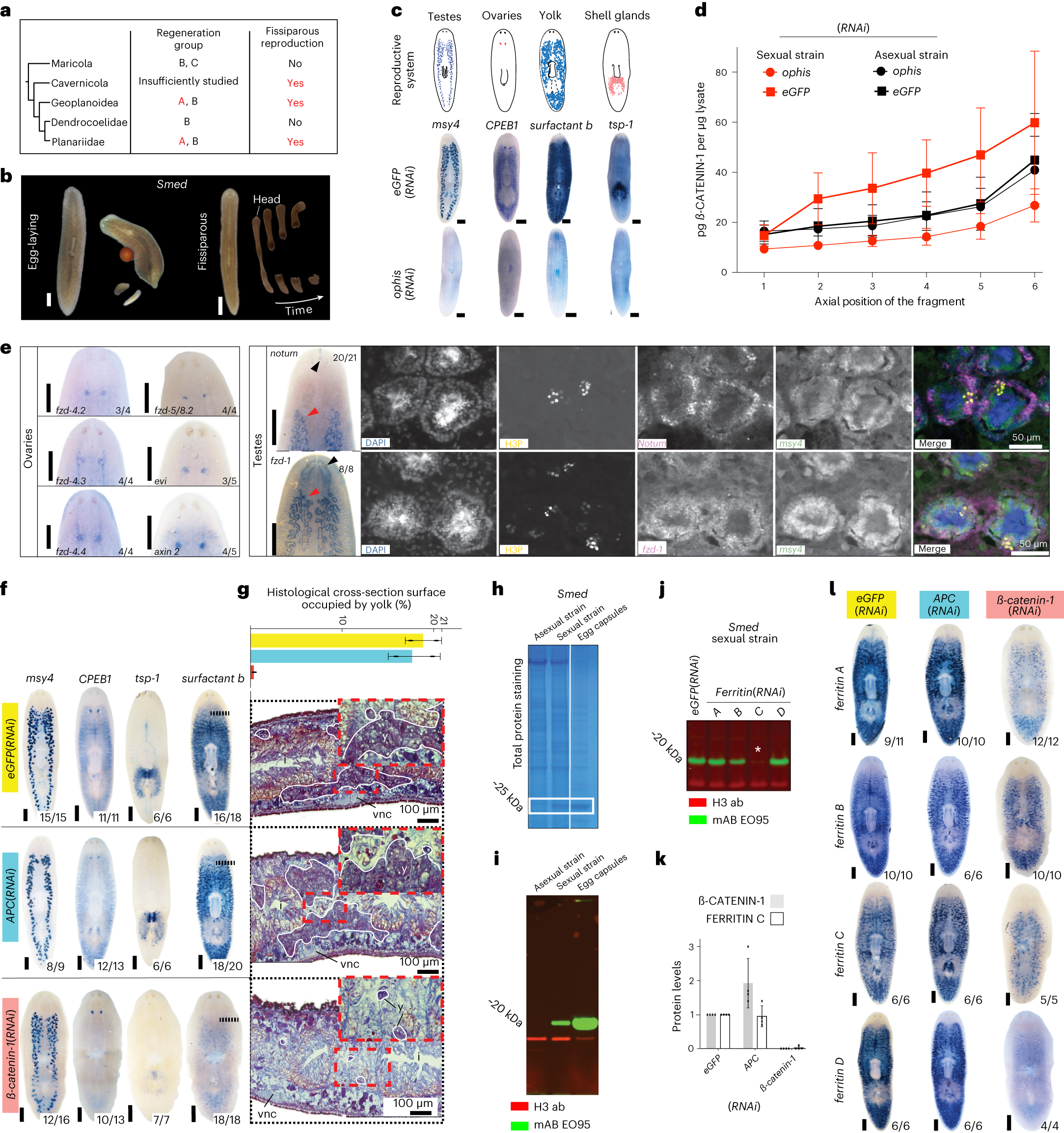 Fig. 5: Wnt signalling functions in the Smed reproductive system.